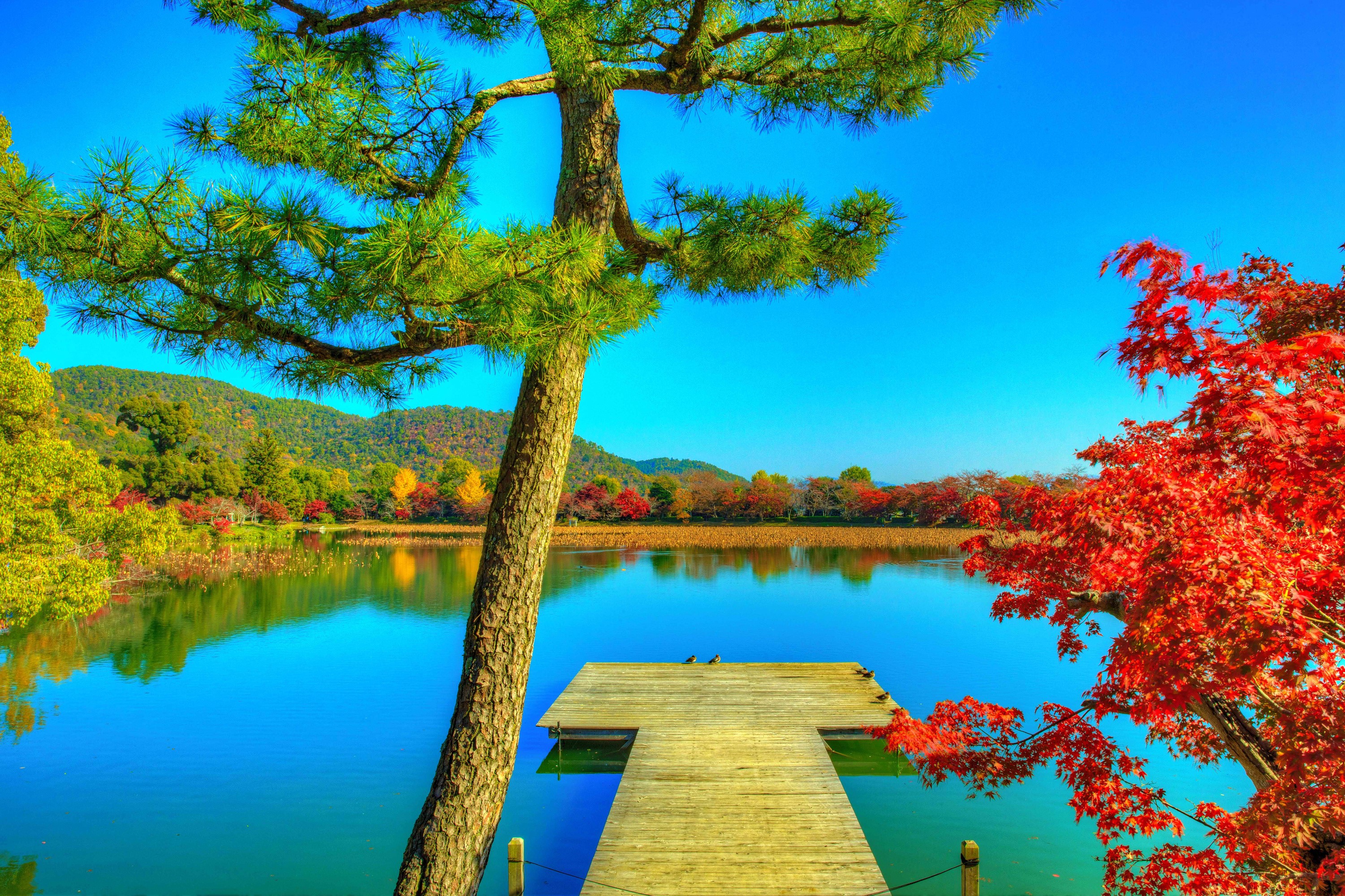 Autumn Pond and Trees at Daikaku-ji Kyoto HD Wallpaper
