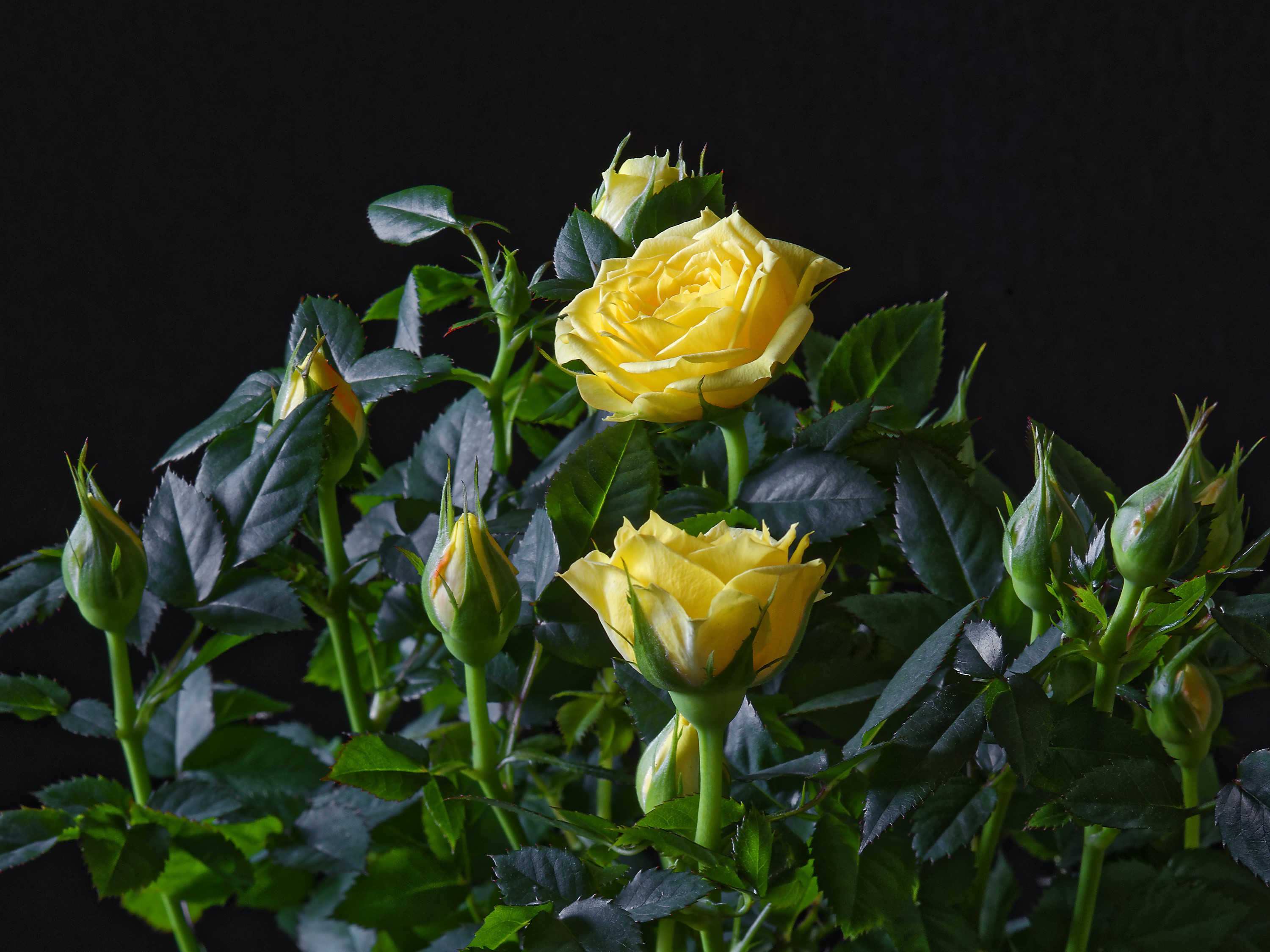 Yellow roses and buds on a black background HD Wallpaper