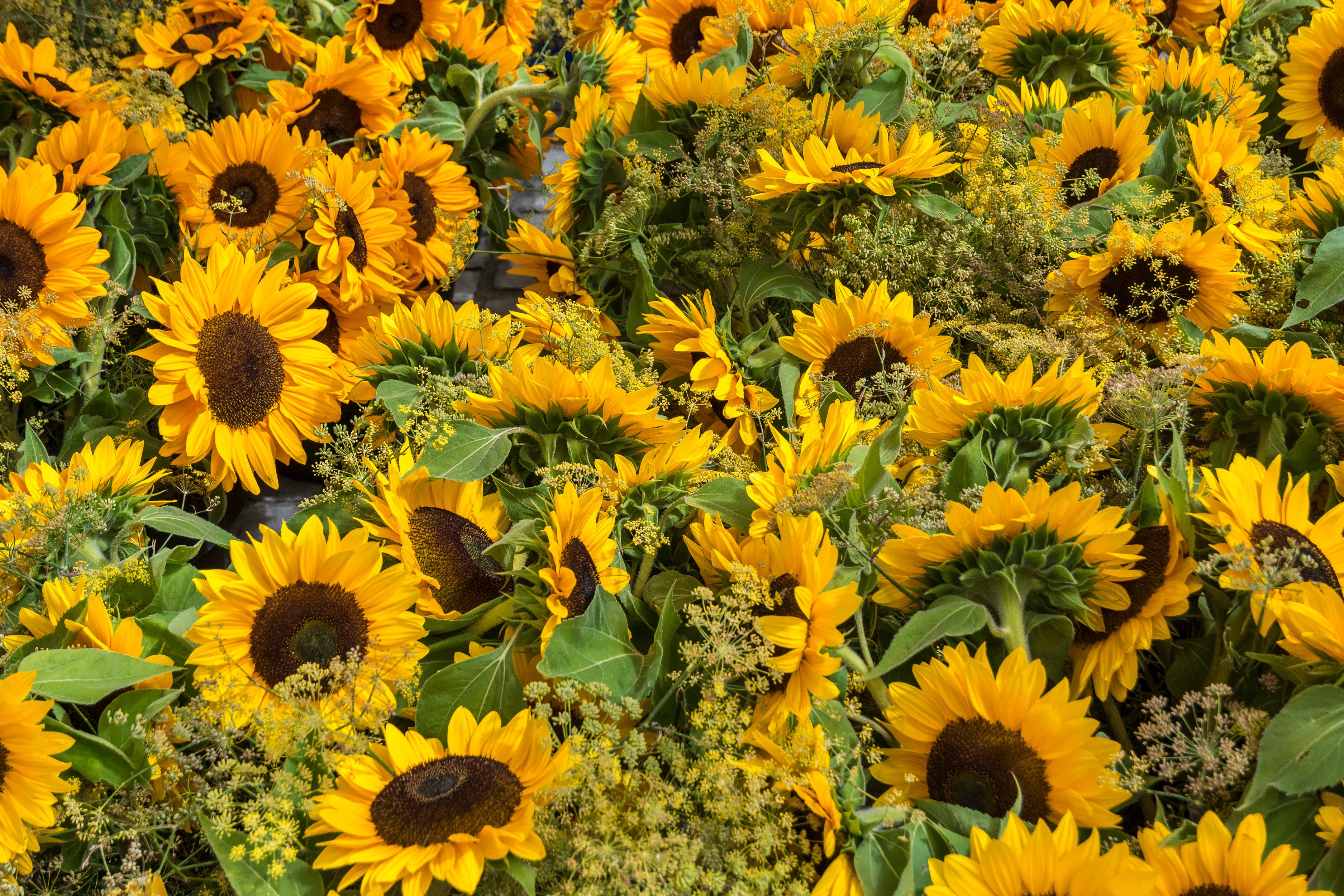 A large bouquet of sunflowers HD Wallpaper