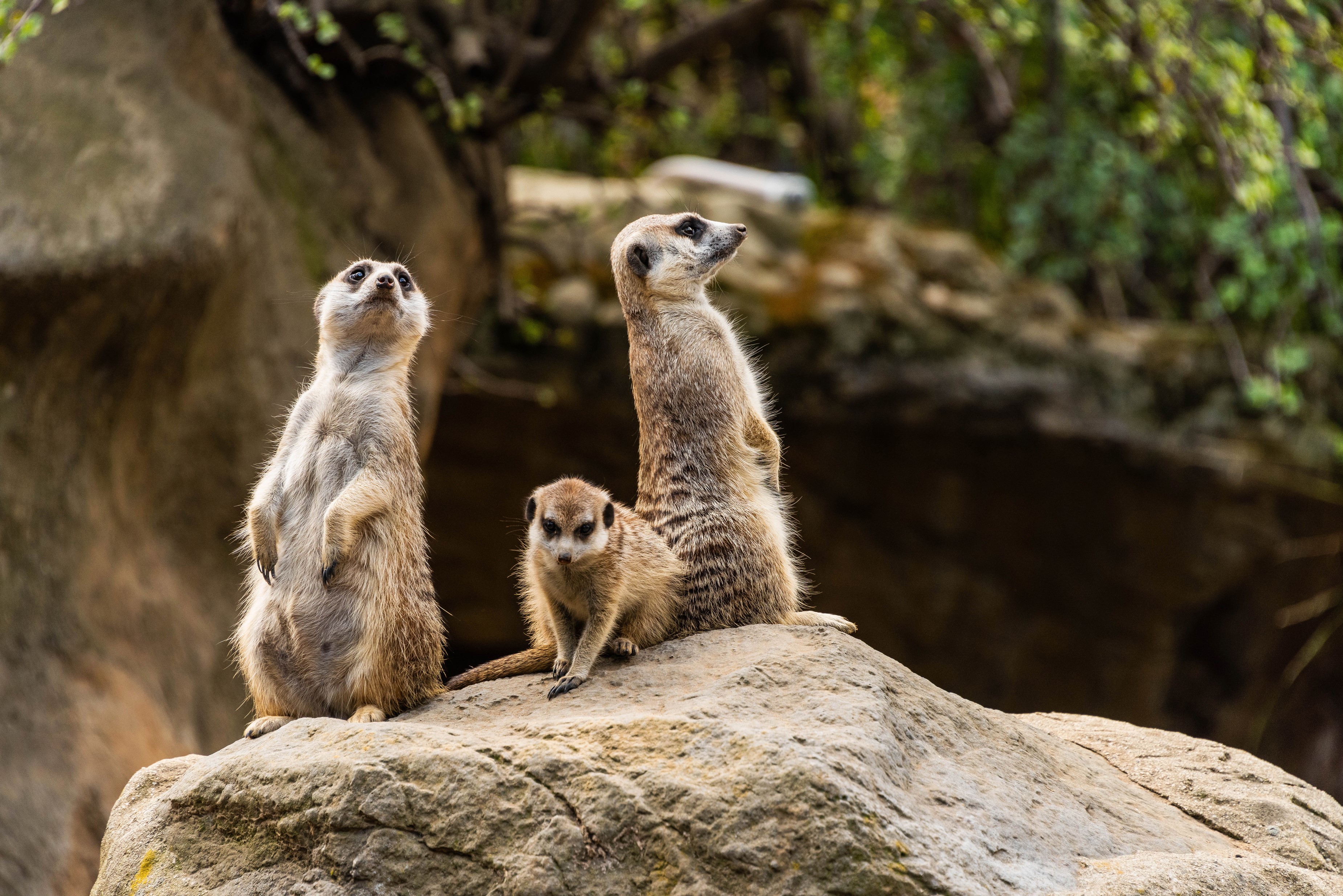 Three meerkats standing on a rock HD Wallpaper
