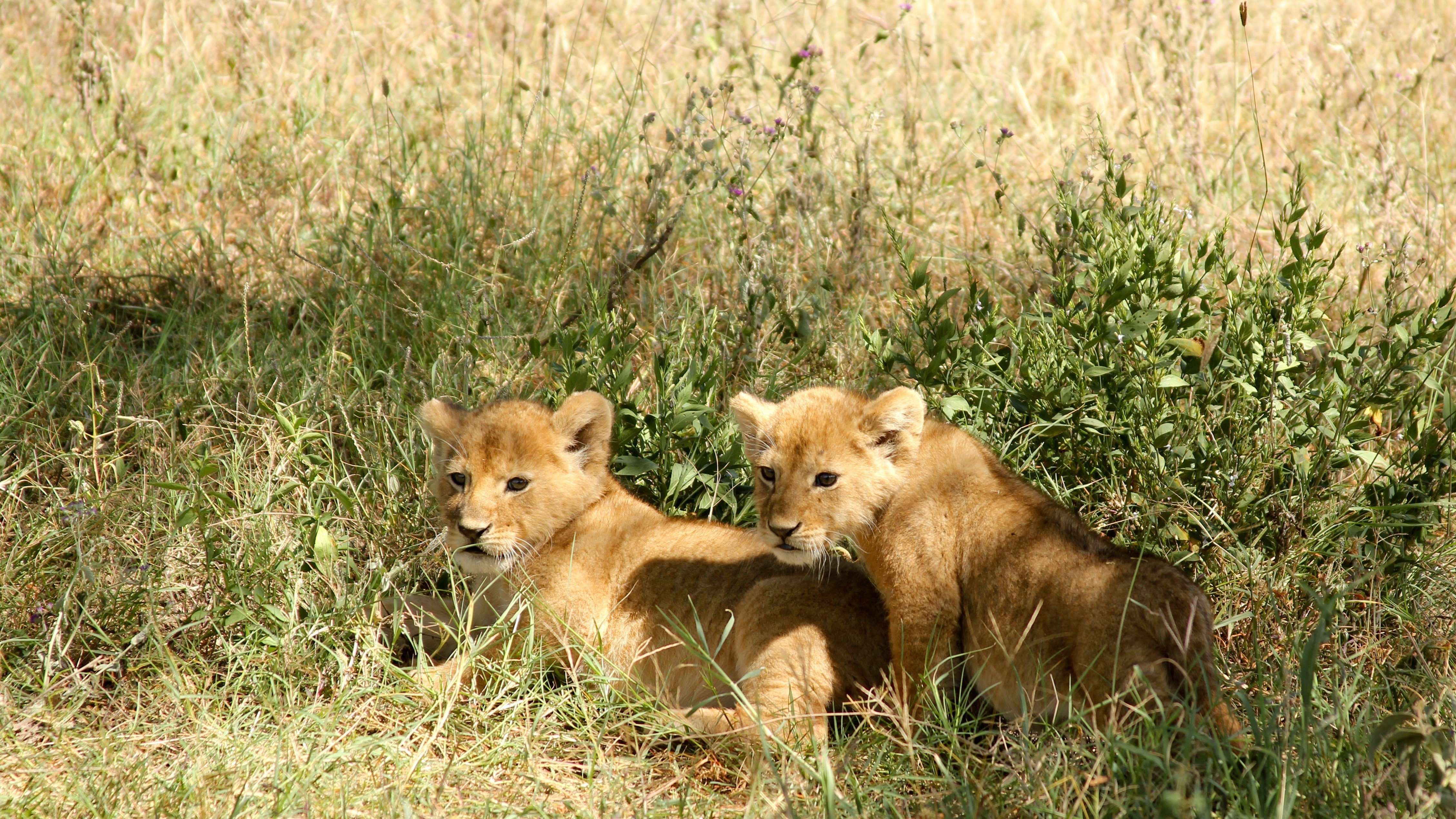 Two Lion Cubs in Grass HD Wallpaper