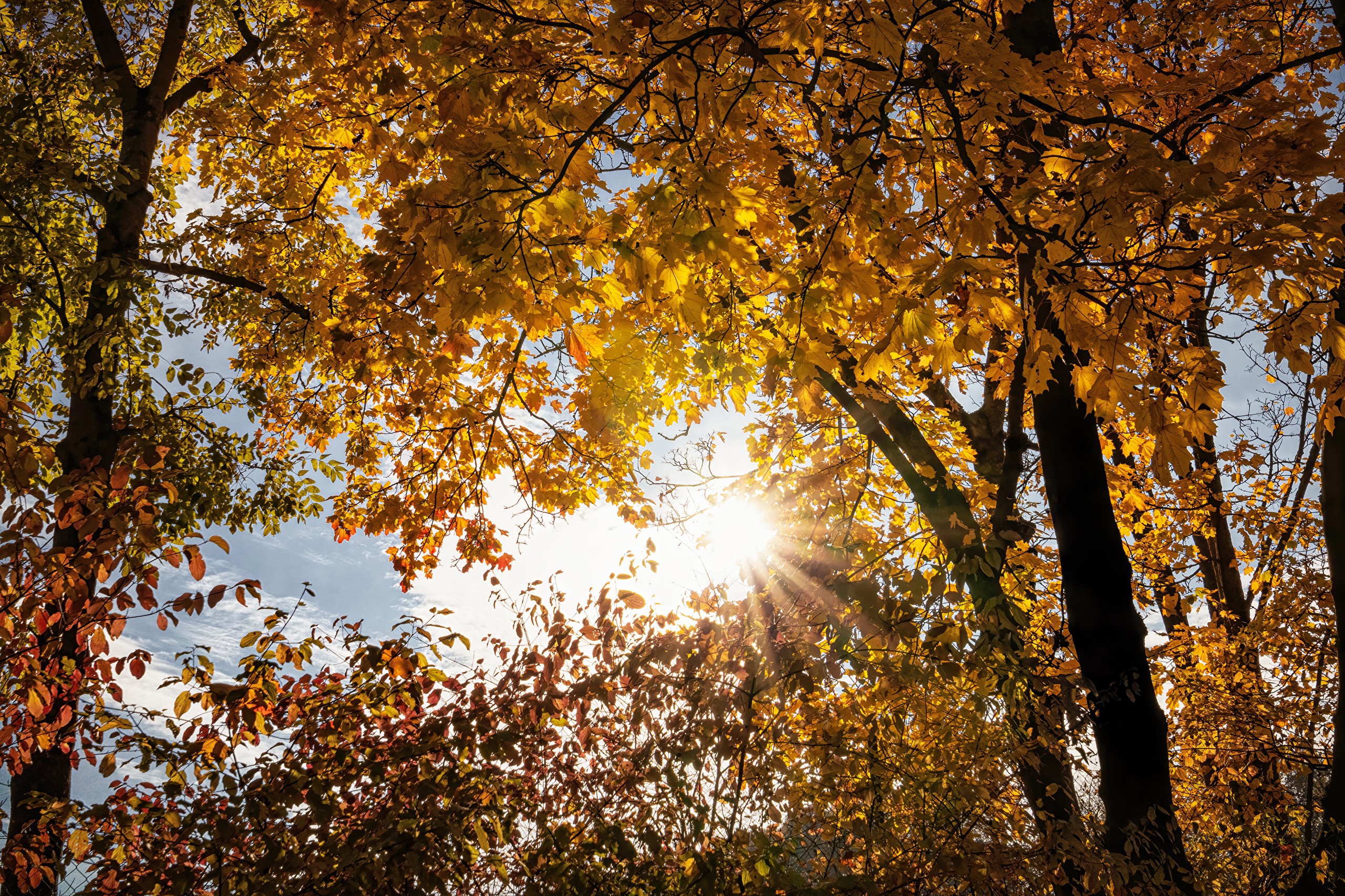Autumn trees with sun rays filtering through golden leaves HD Wallpaper