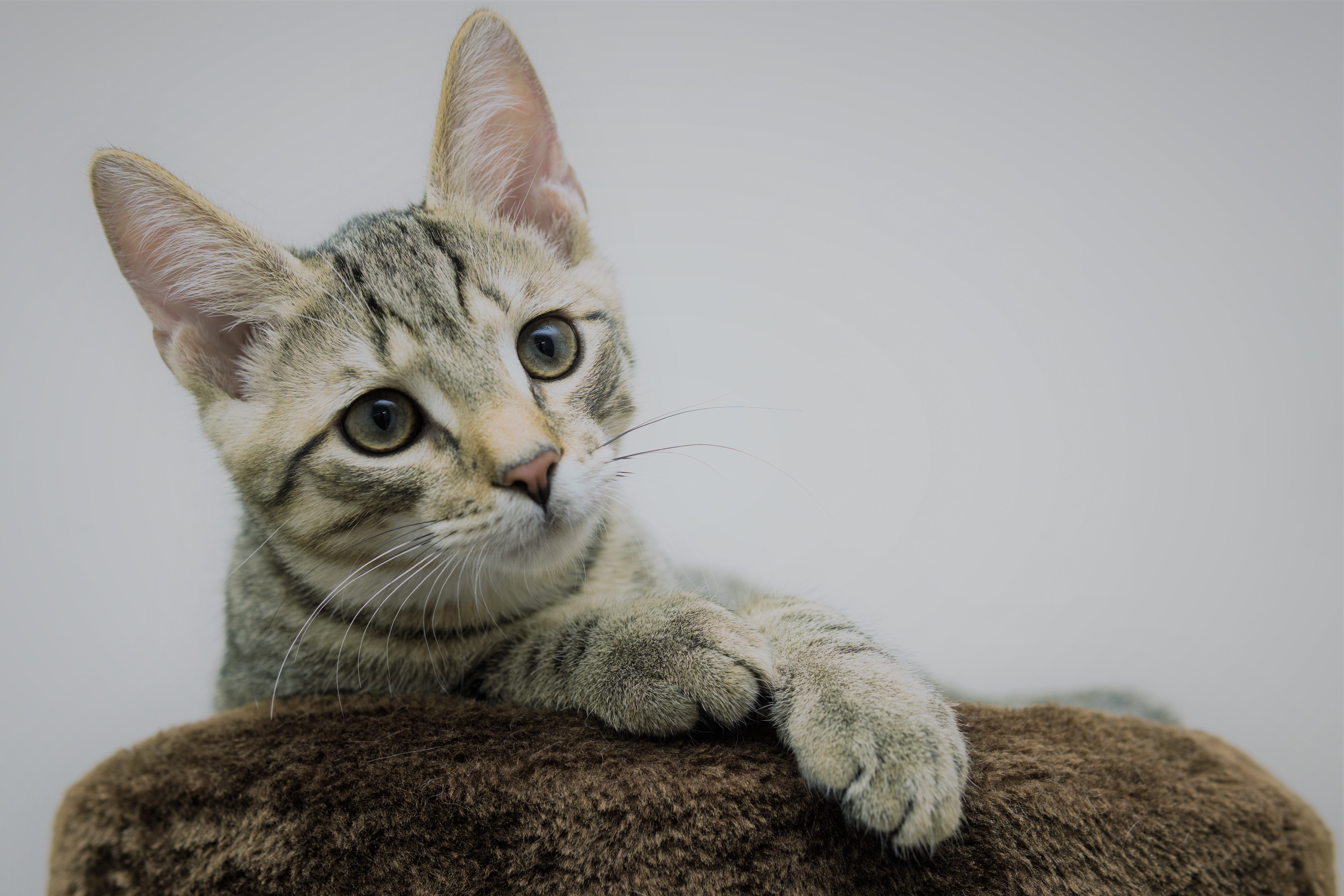 Tabby Cat Looking to the Side HD Wallpaper