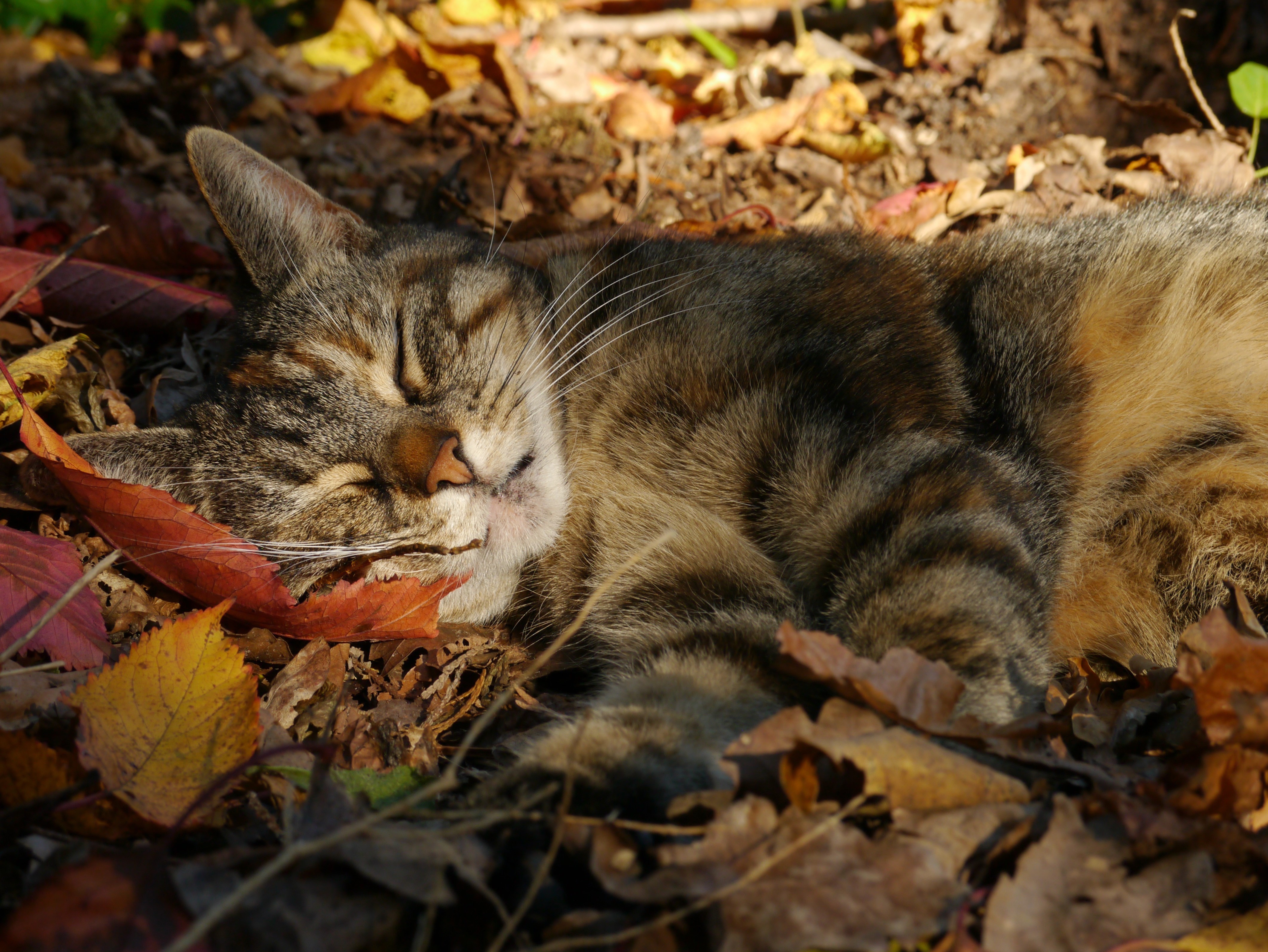 4K Cat Sleeping in Autumn Foliage HD Wallpaper