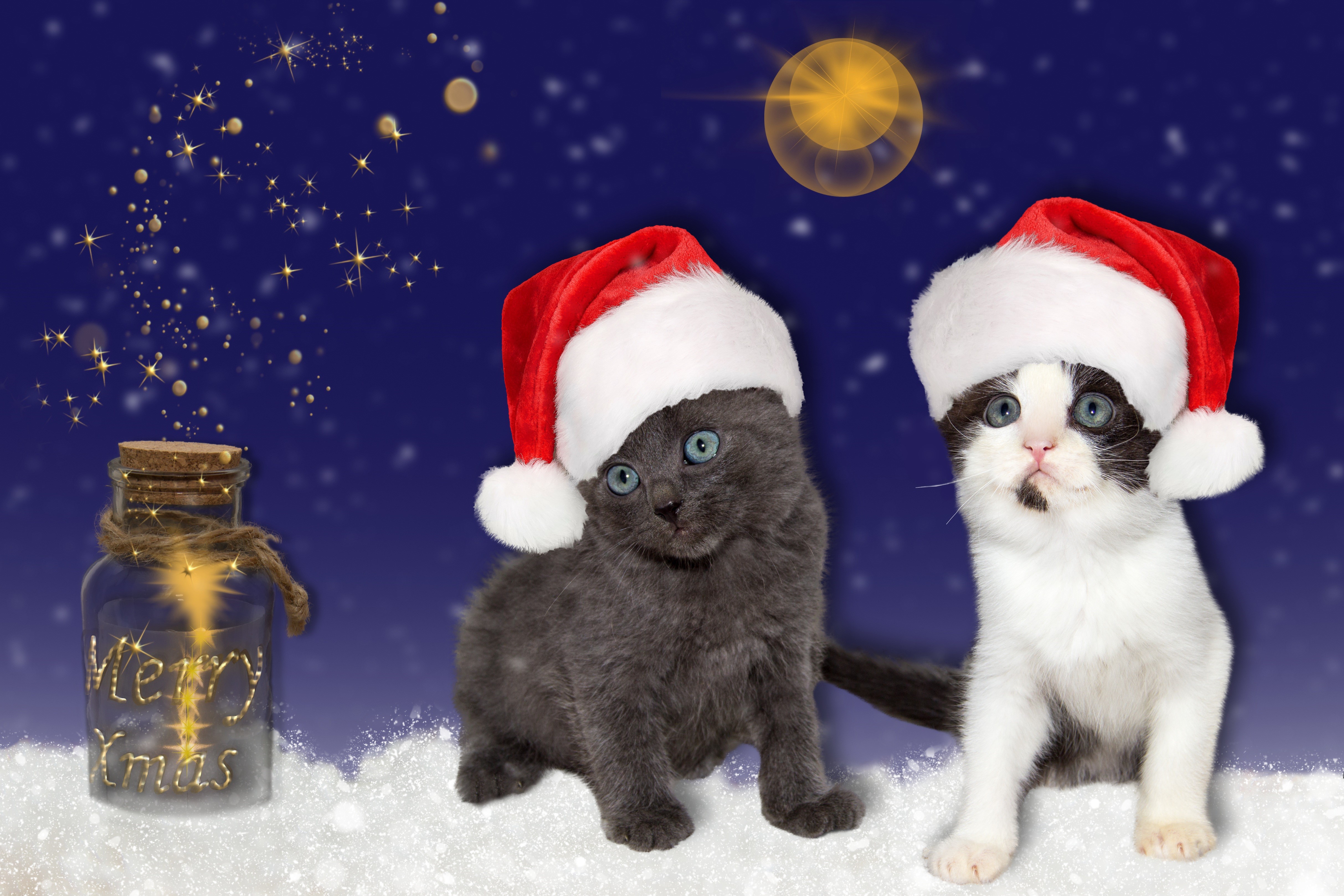 Two Kittens in Santa Hats with Merry Xmas Jar HD Wallpaper