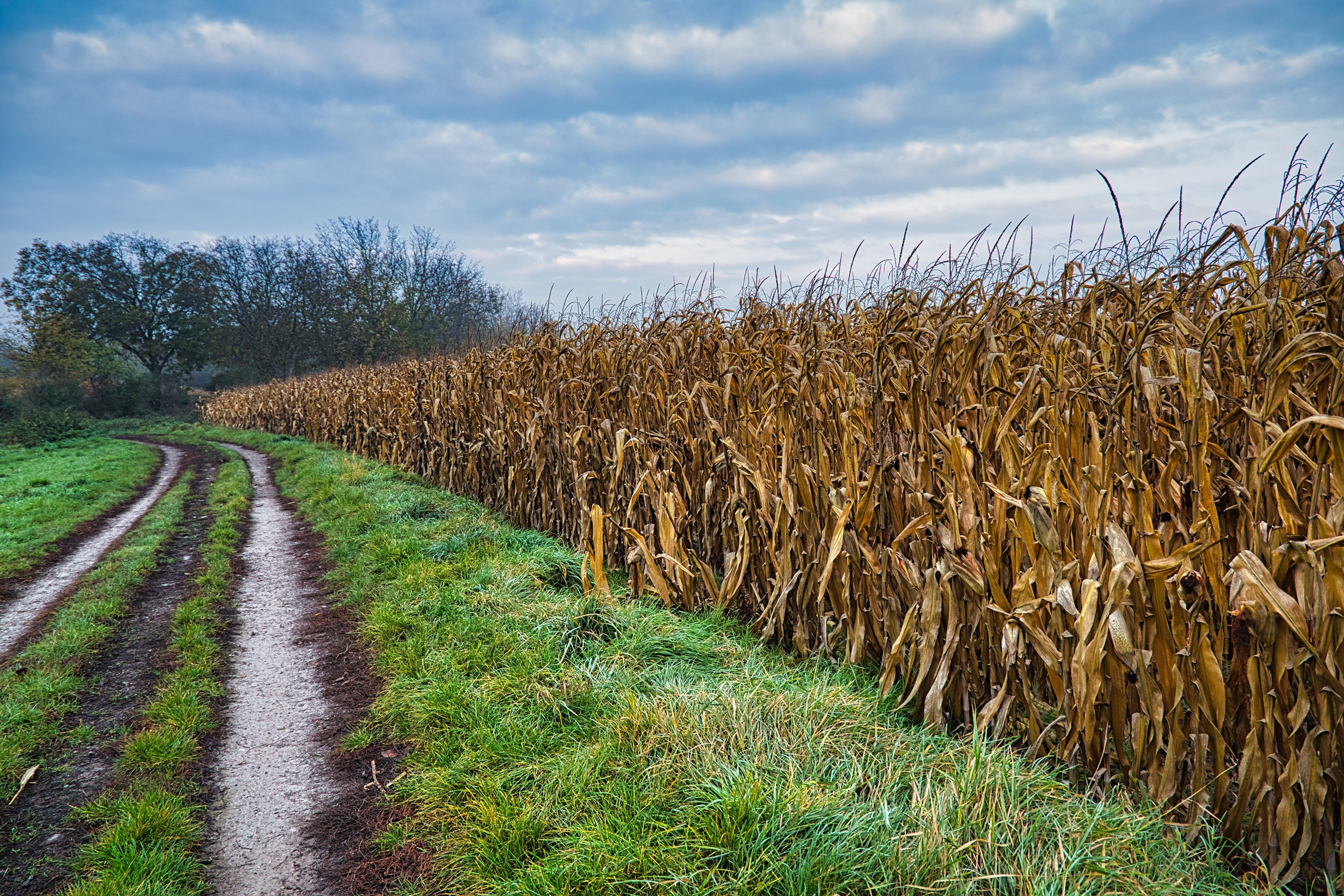 Dirt Road Beside a Dry Cornfield Under Cloudy Sky HD Wallpaper