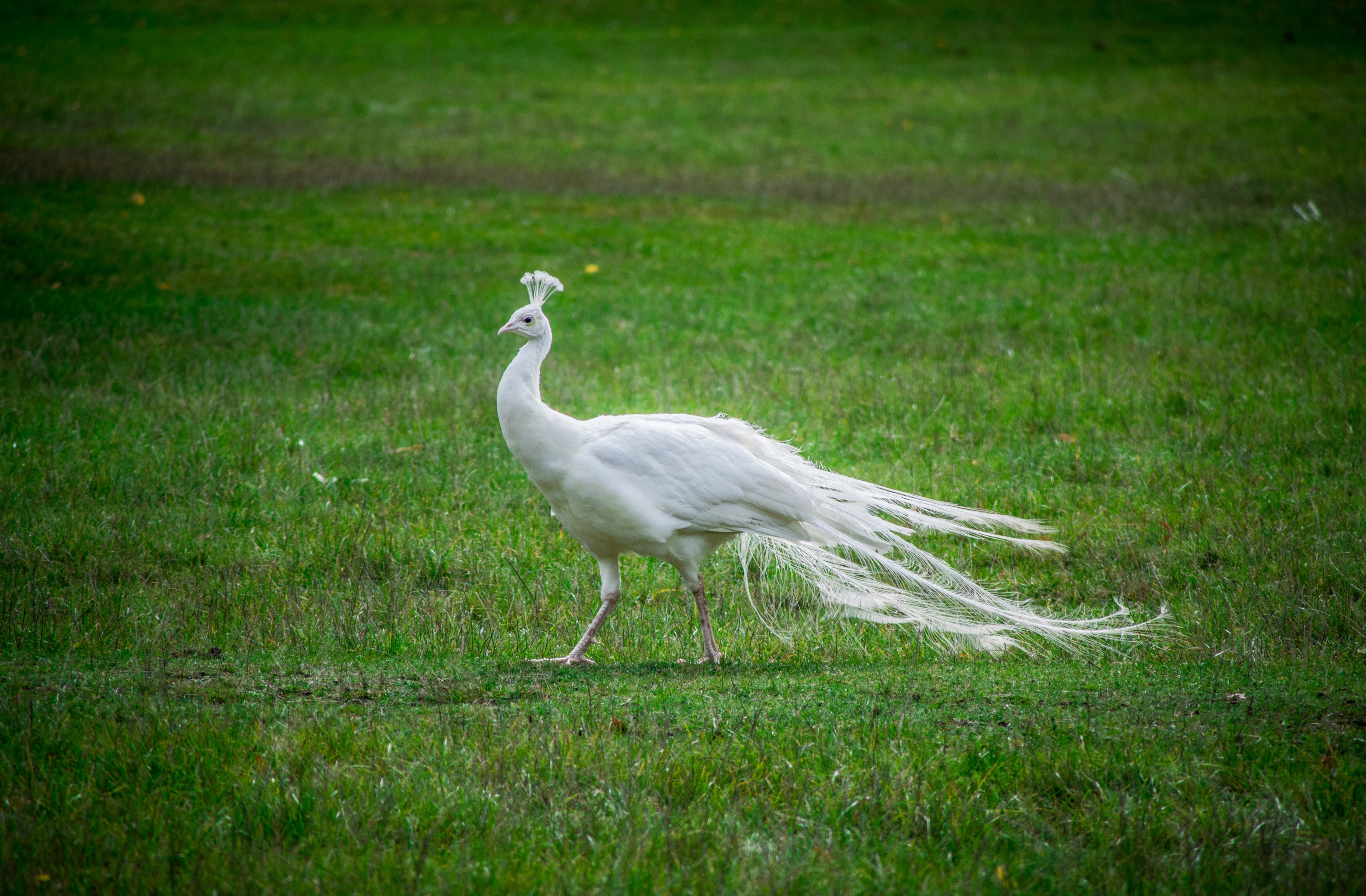 White Peacock Walking on Grass HD Wallpaper