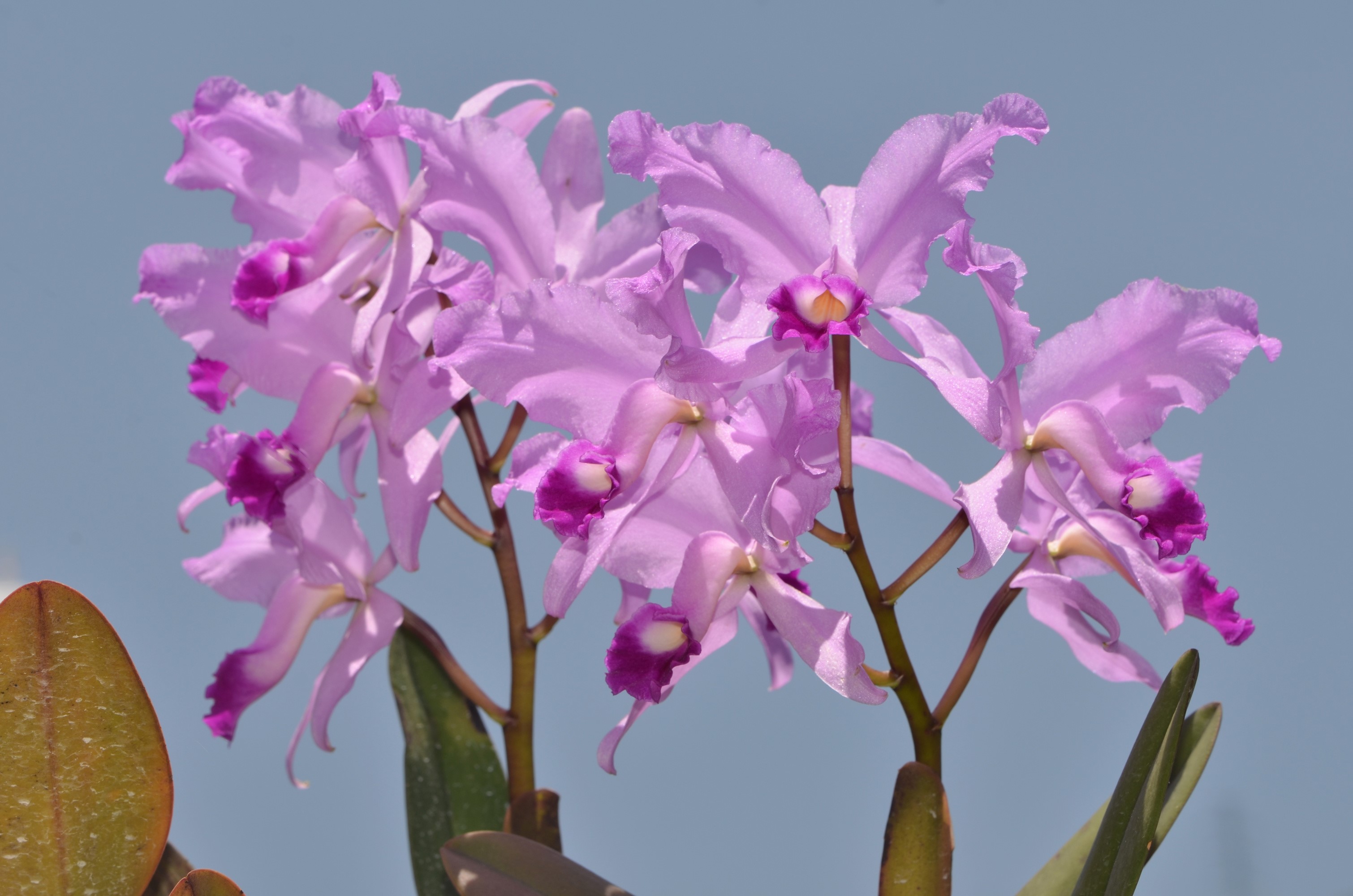 Close-up of a cluster of purple orchids against a blue sky HD Wallpaper