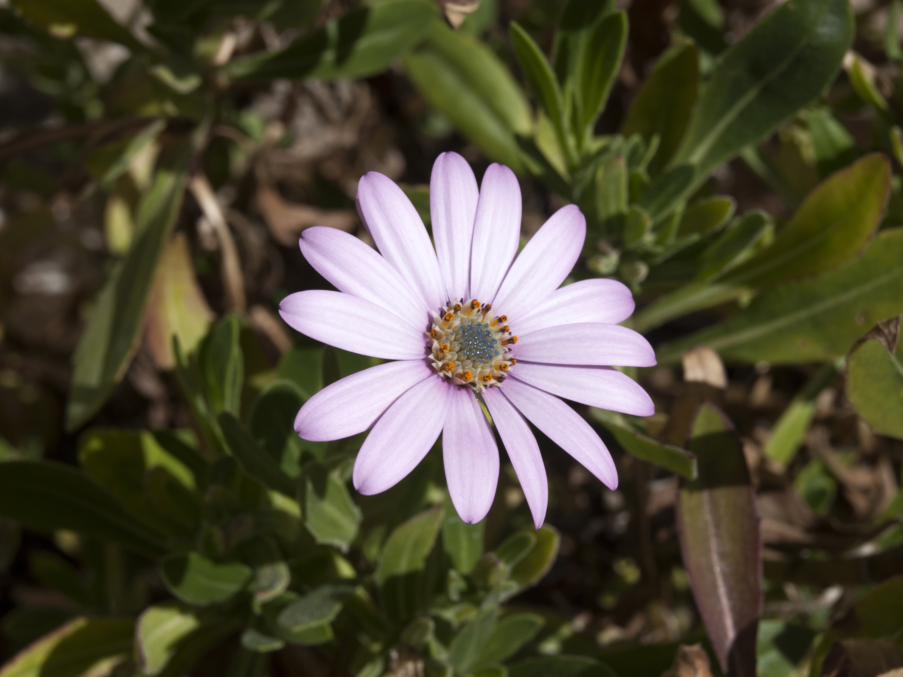 Purple Osteospermum flower with bokeh background HD Wallpaper