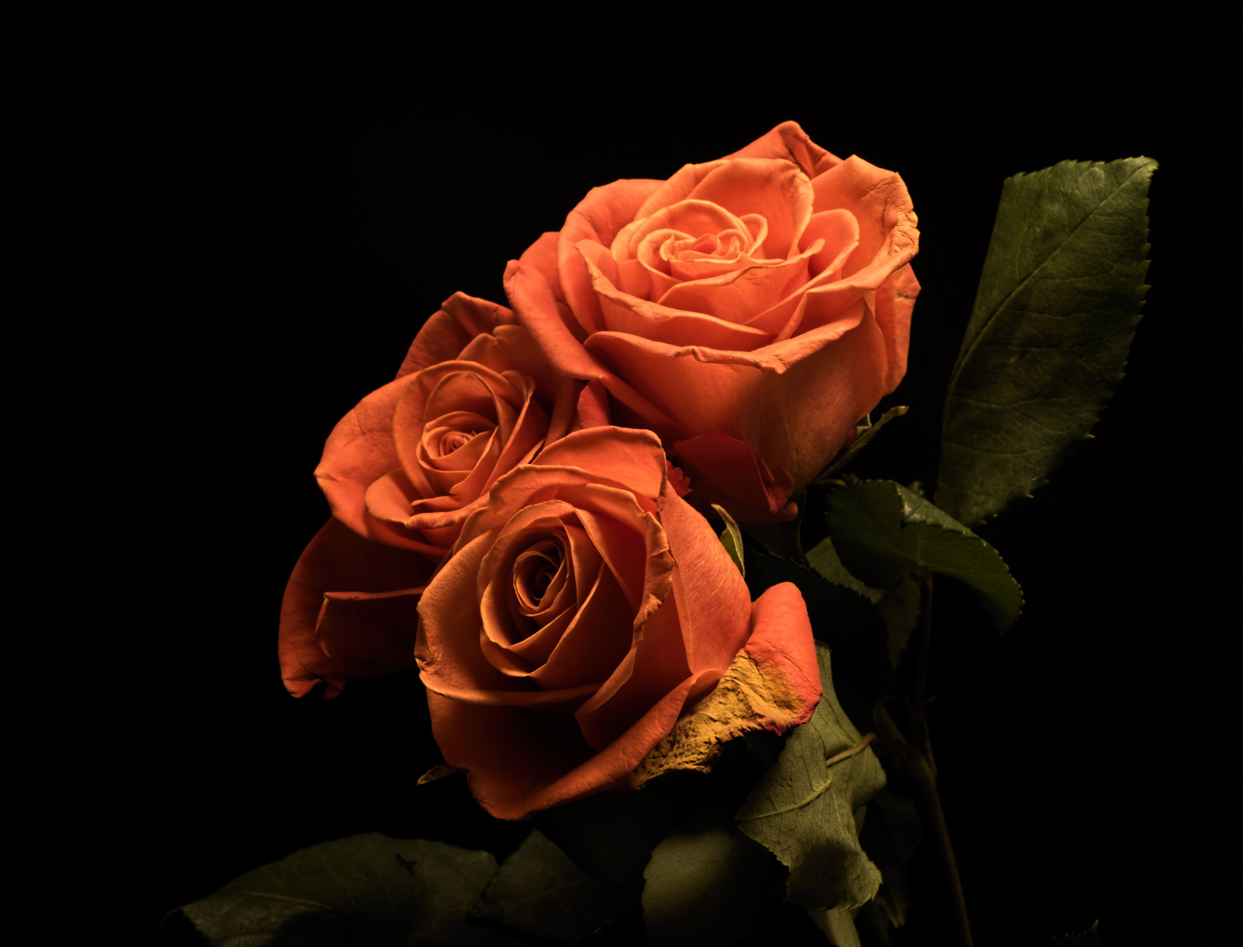 Three orange roses on a black background HD Wallpaper