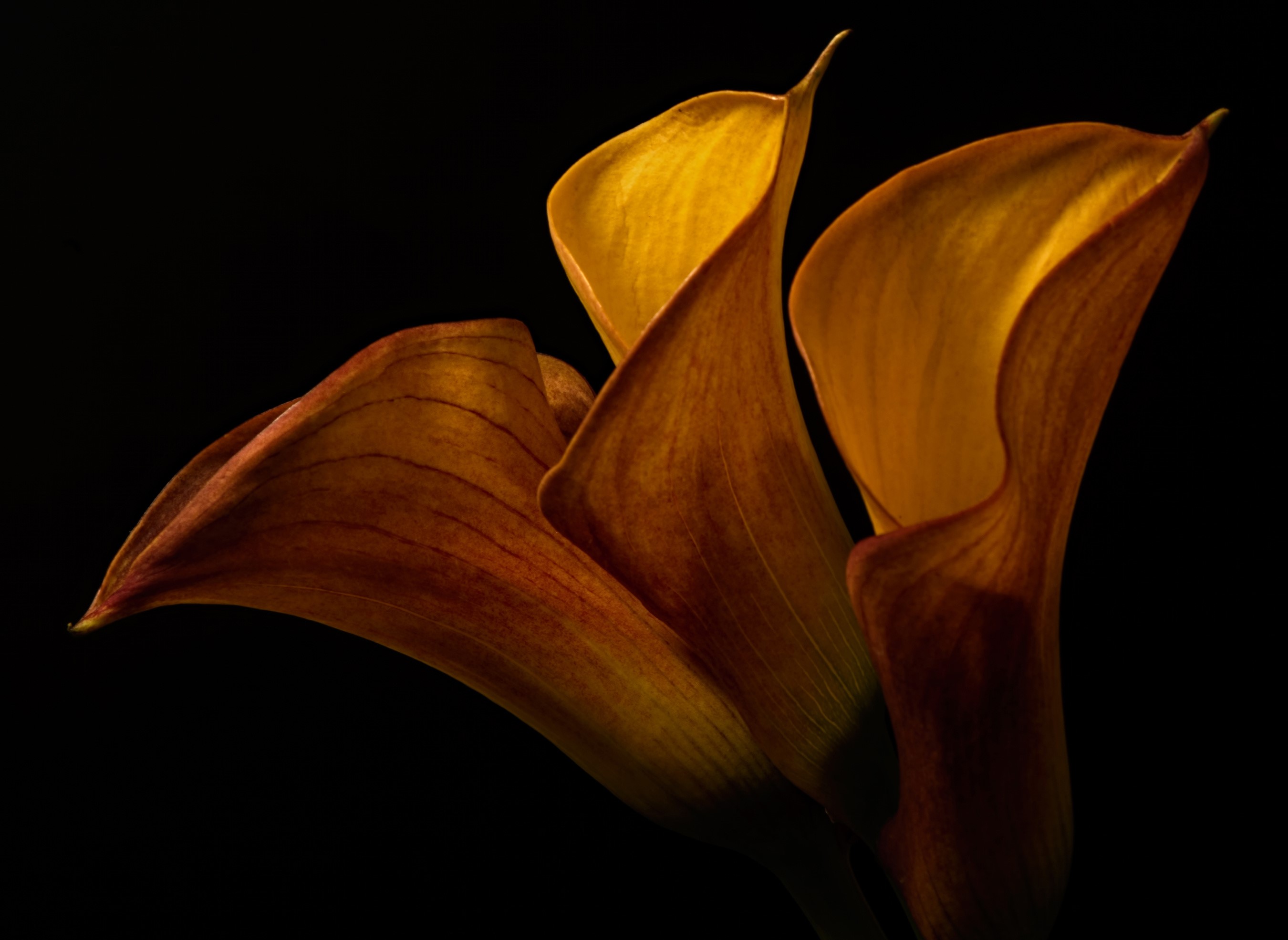 Three orange calla lilies on a black background HD Wallpaper