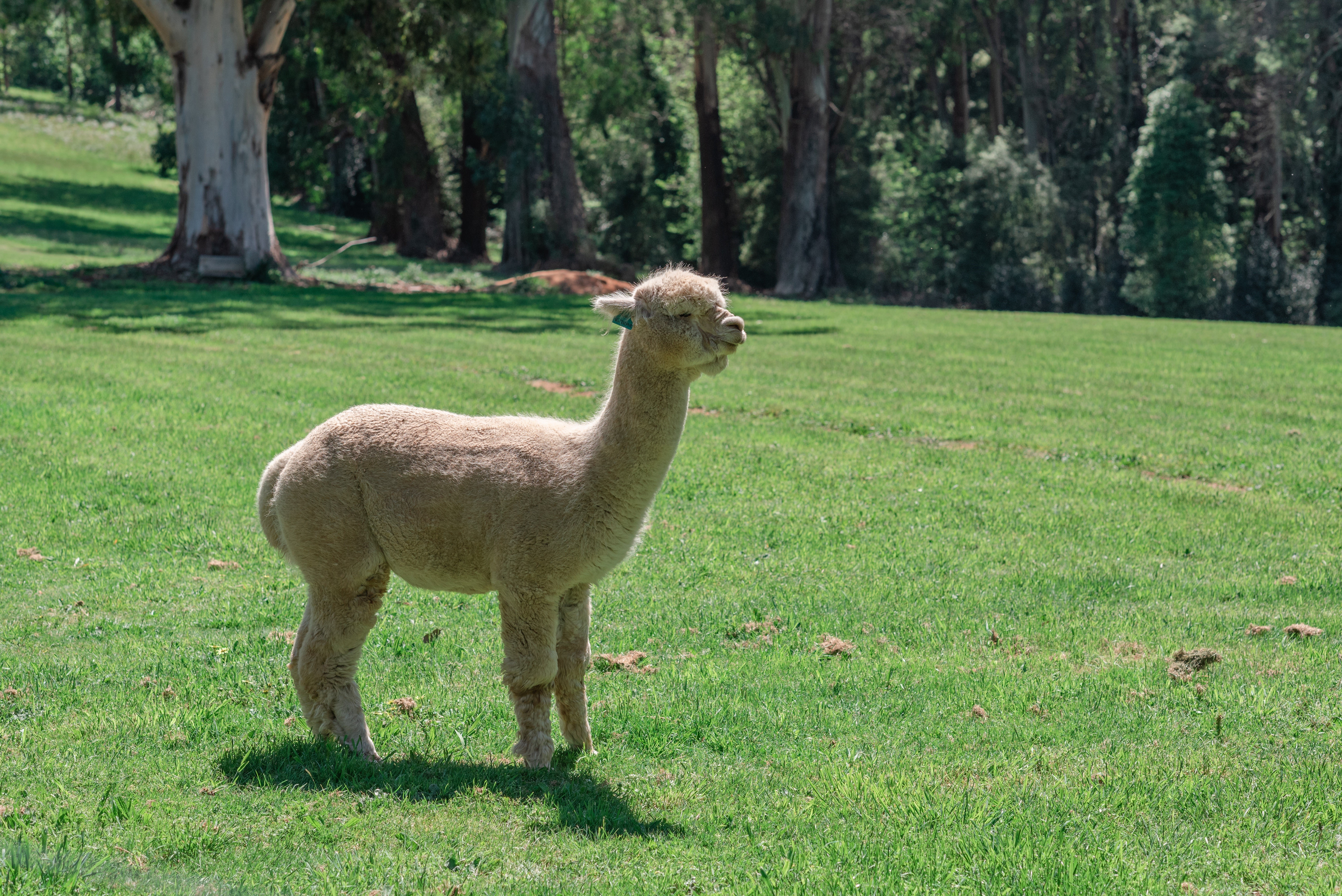 Alpaca standing in a grassy field with trees in the background HD Wallpaper