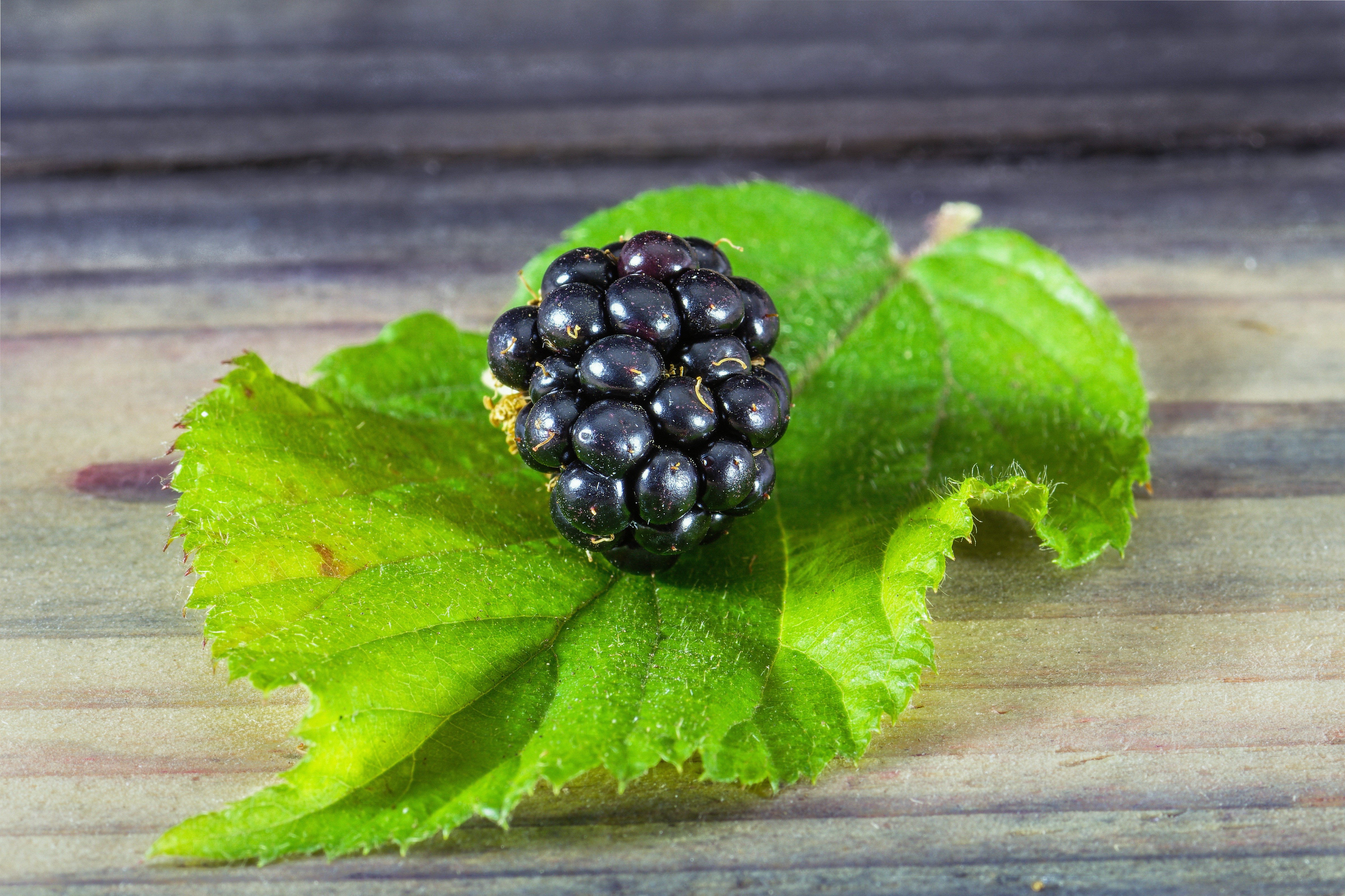 4K Blackberry on a Leaf HD Wallpaper