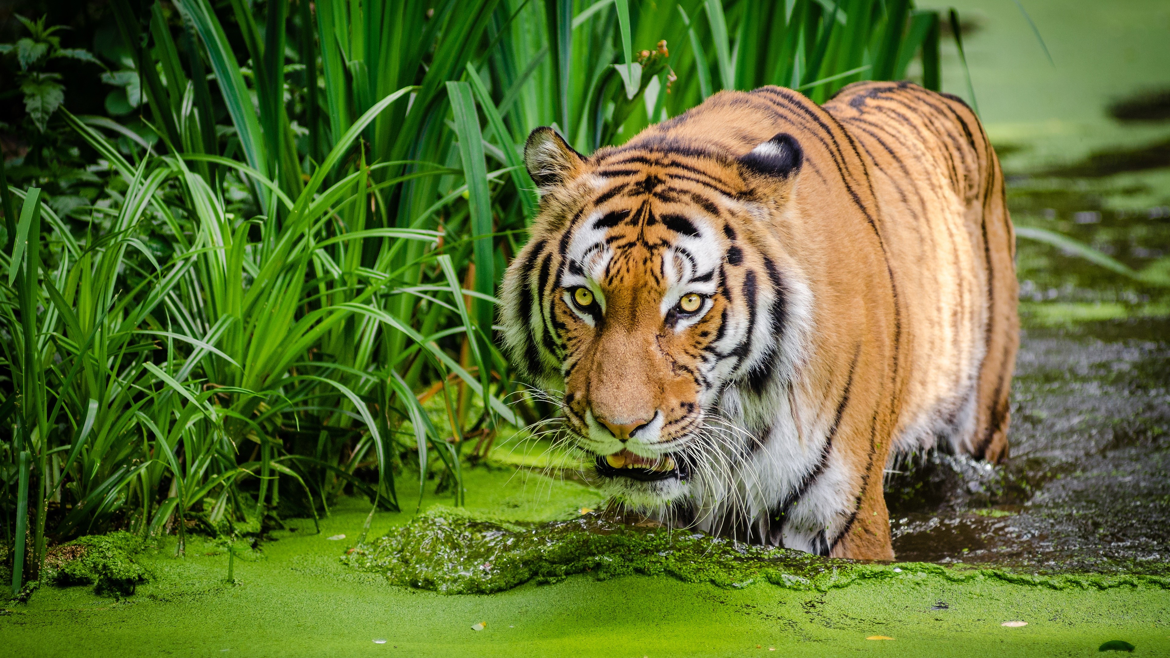 4K Tiger in Swamp HD Wallpaper