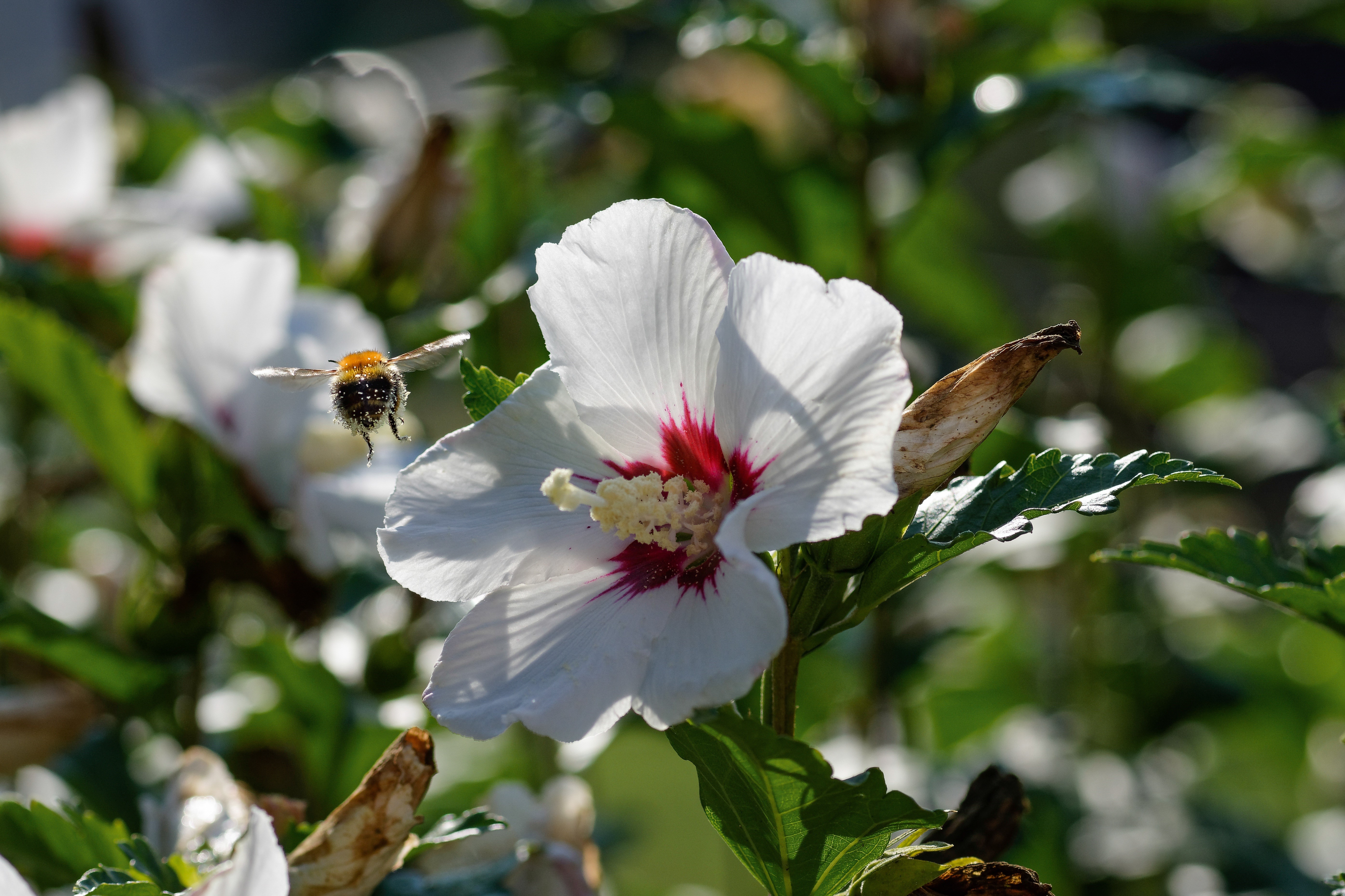 Bee flying towards a white hibiscus flower HD Wallpaper