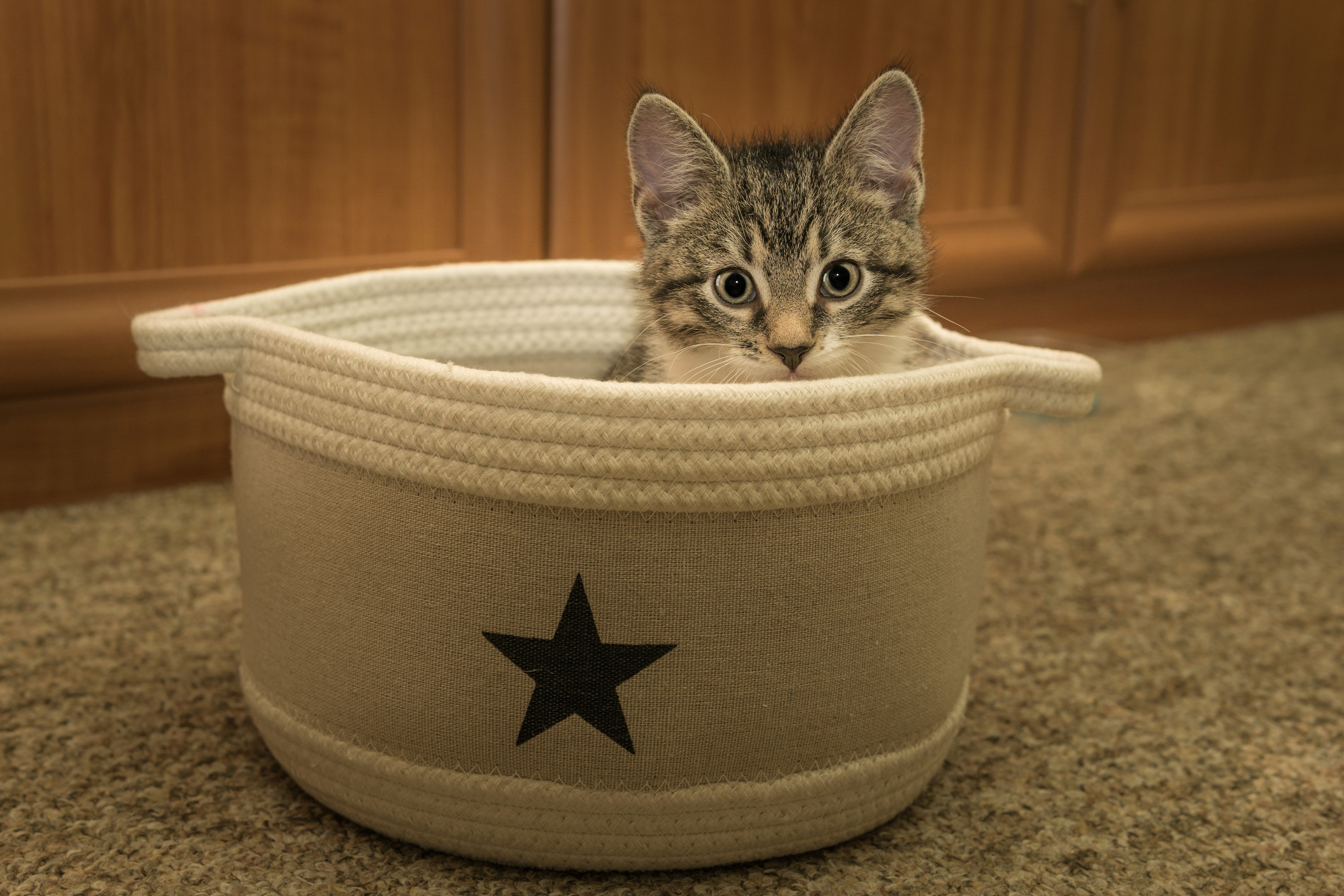 Kitten in a basket with a star decoration HD Wallpaper