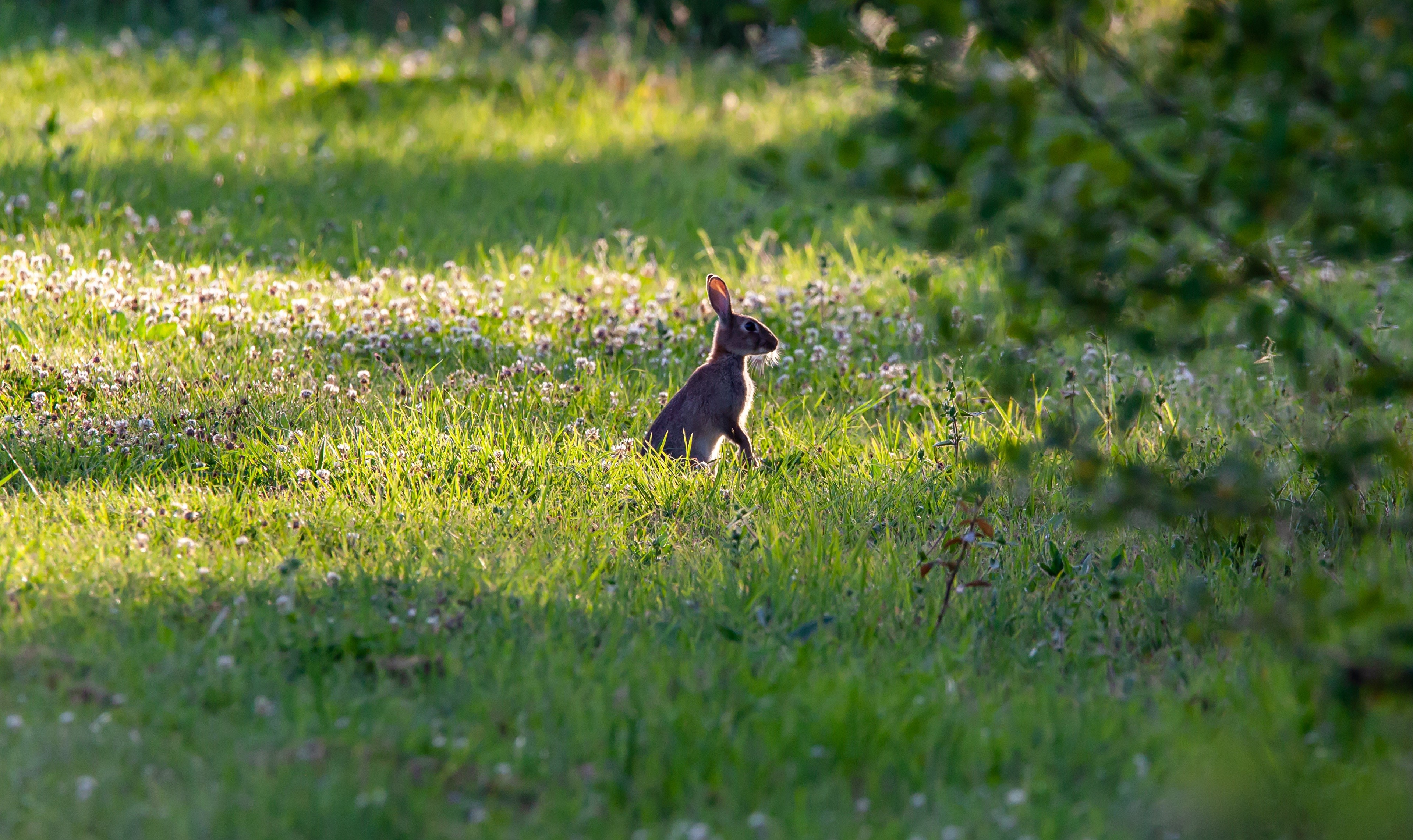 Rabbit in a sunlit grassy field with clover HD Wallpaper