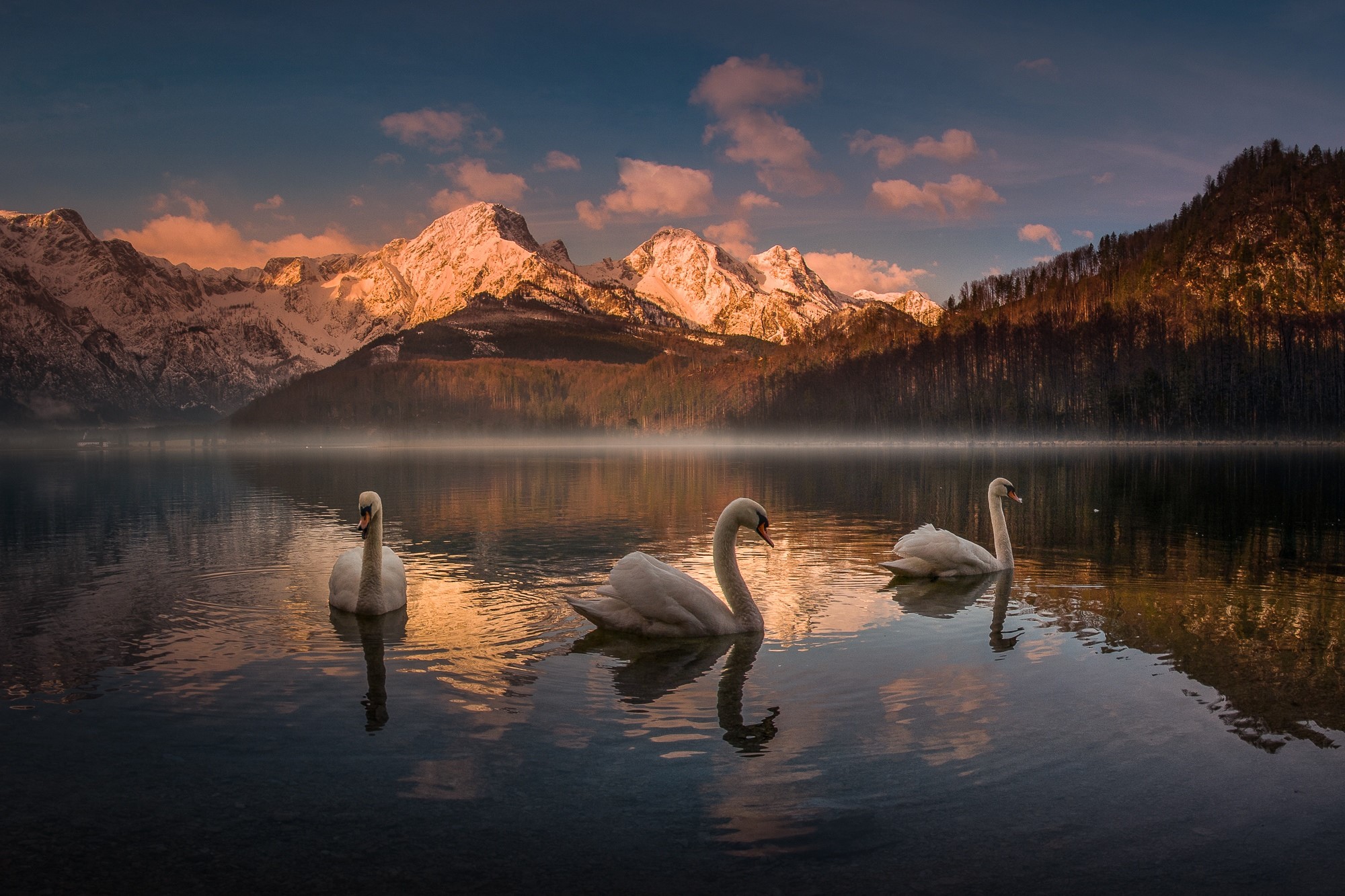 Three swans on Almsee lake with snow-capped mountains in Austria HD Wallpaper