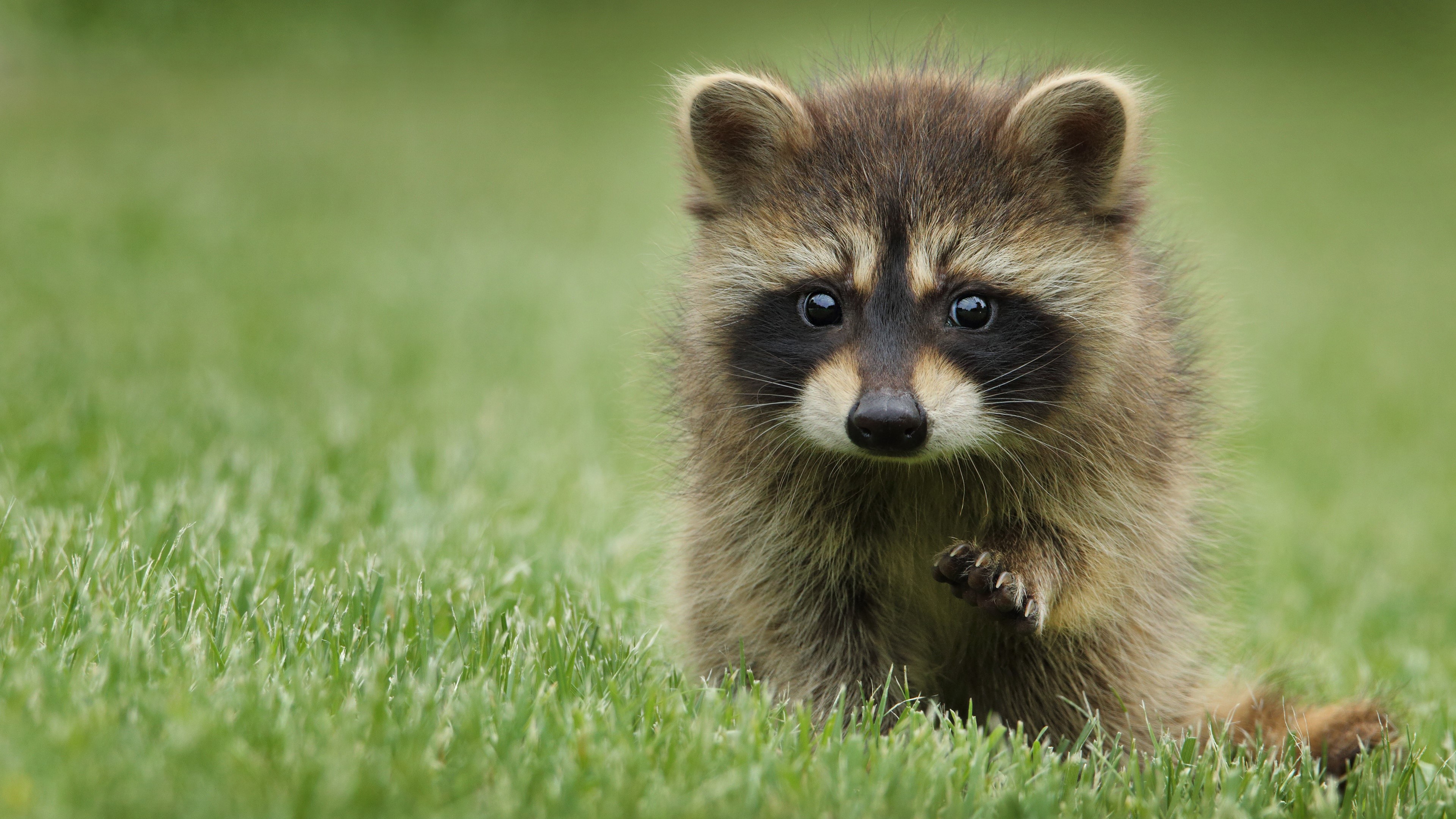 Cute baby raccoon sitting on grass HD Wallpaper