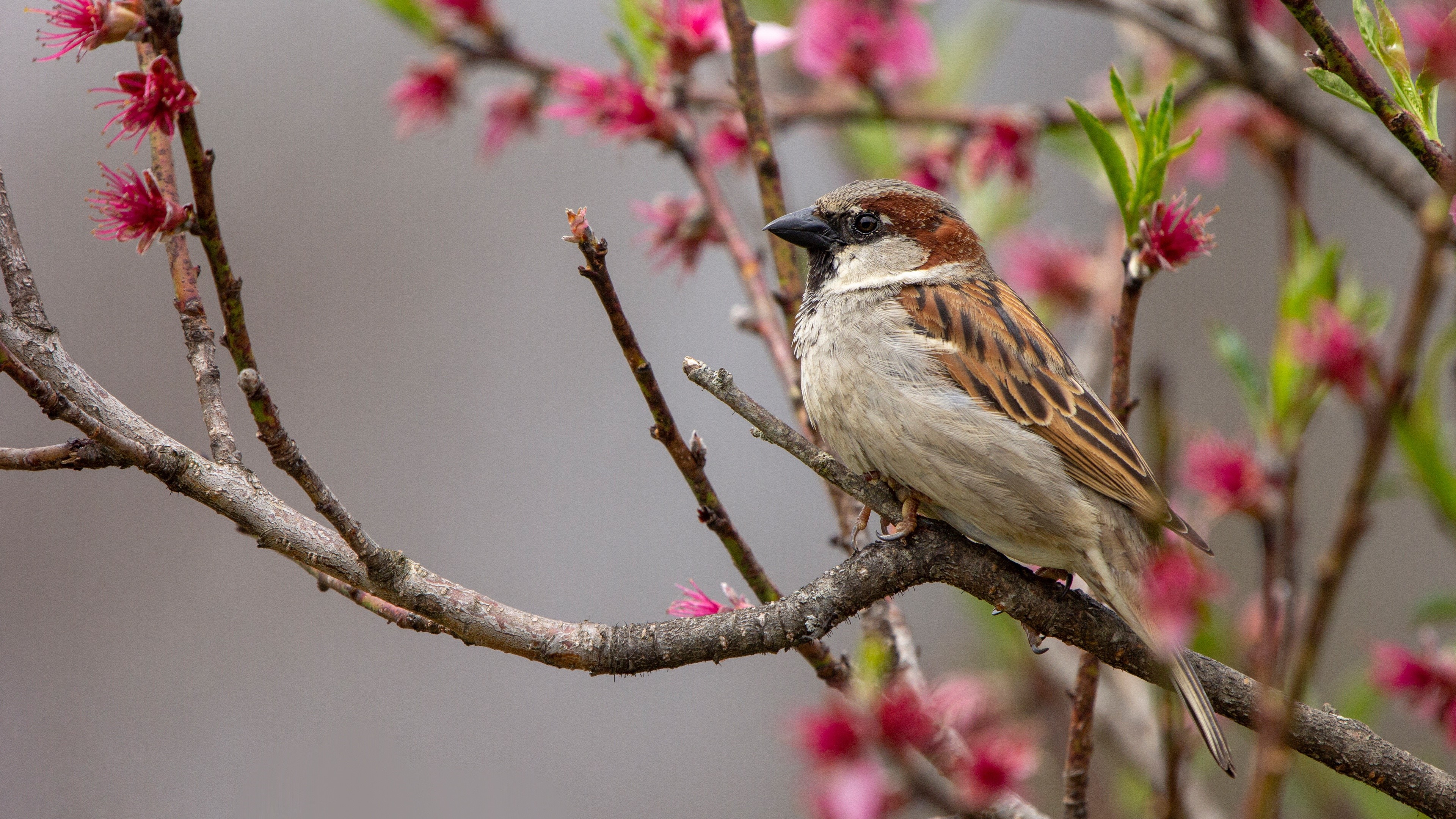 Sparrow perched on a flowering tree branch HD Wallpaper