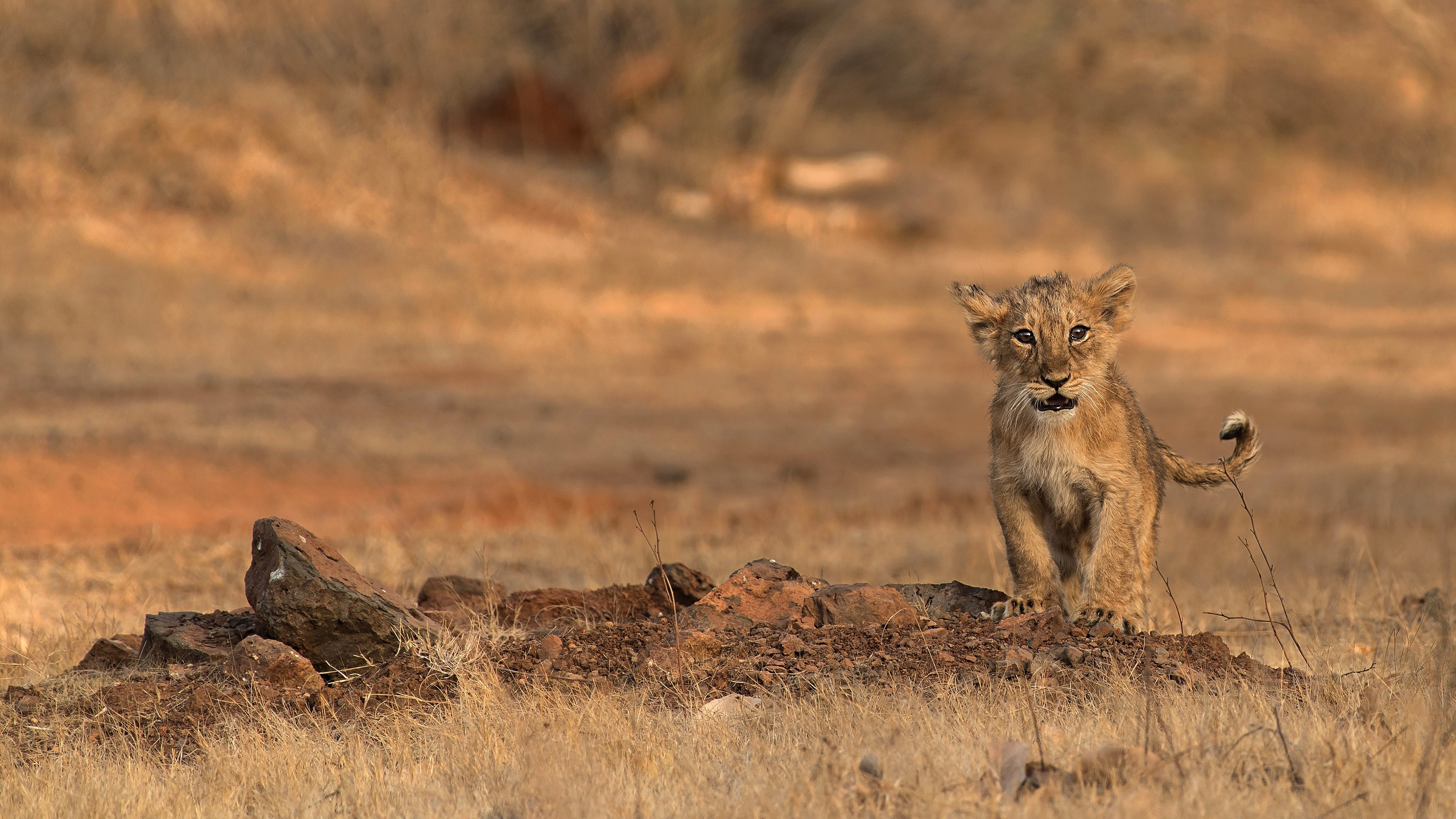Lion cub in dry grass and rocks HD Wallpaper