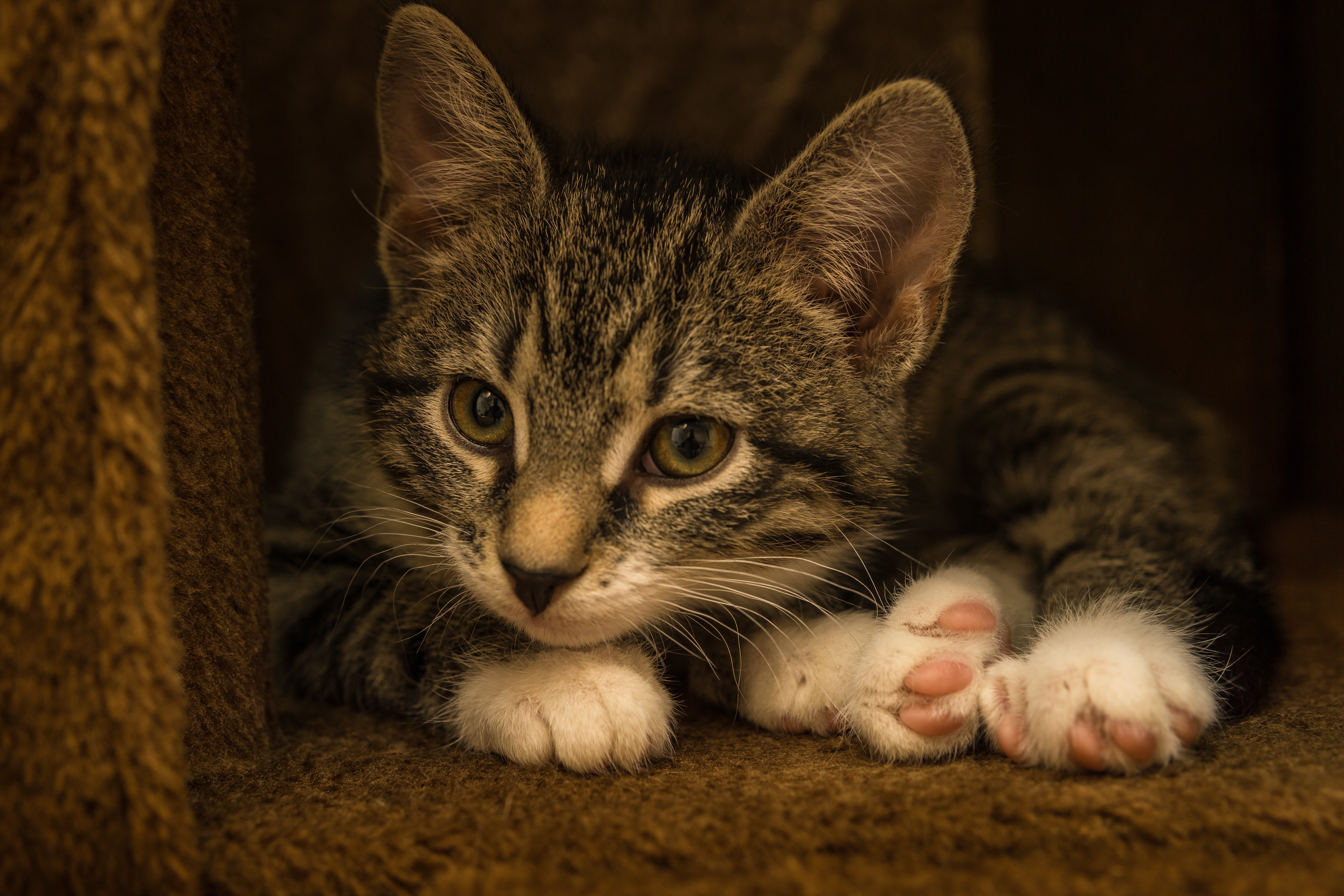Tabby kitten lying down on a brown surface HD Wallpaper