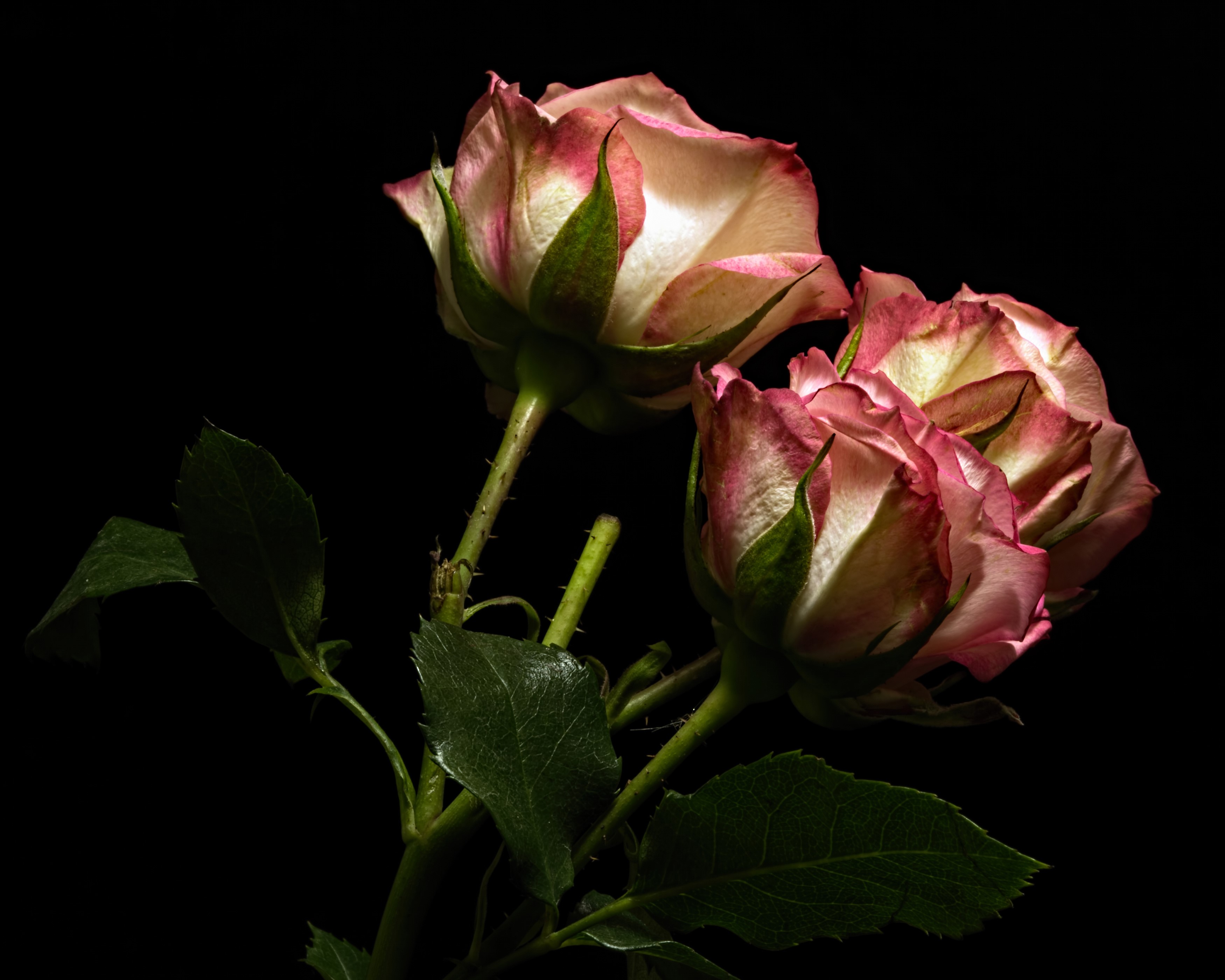 Three pink and white roses on a black background HD Wallpaper