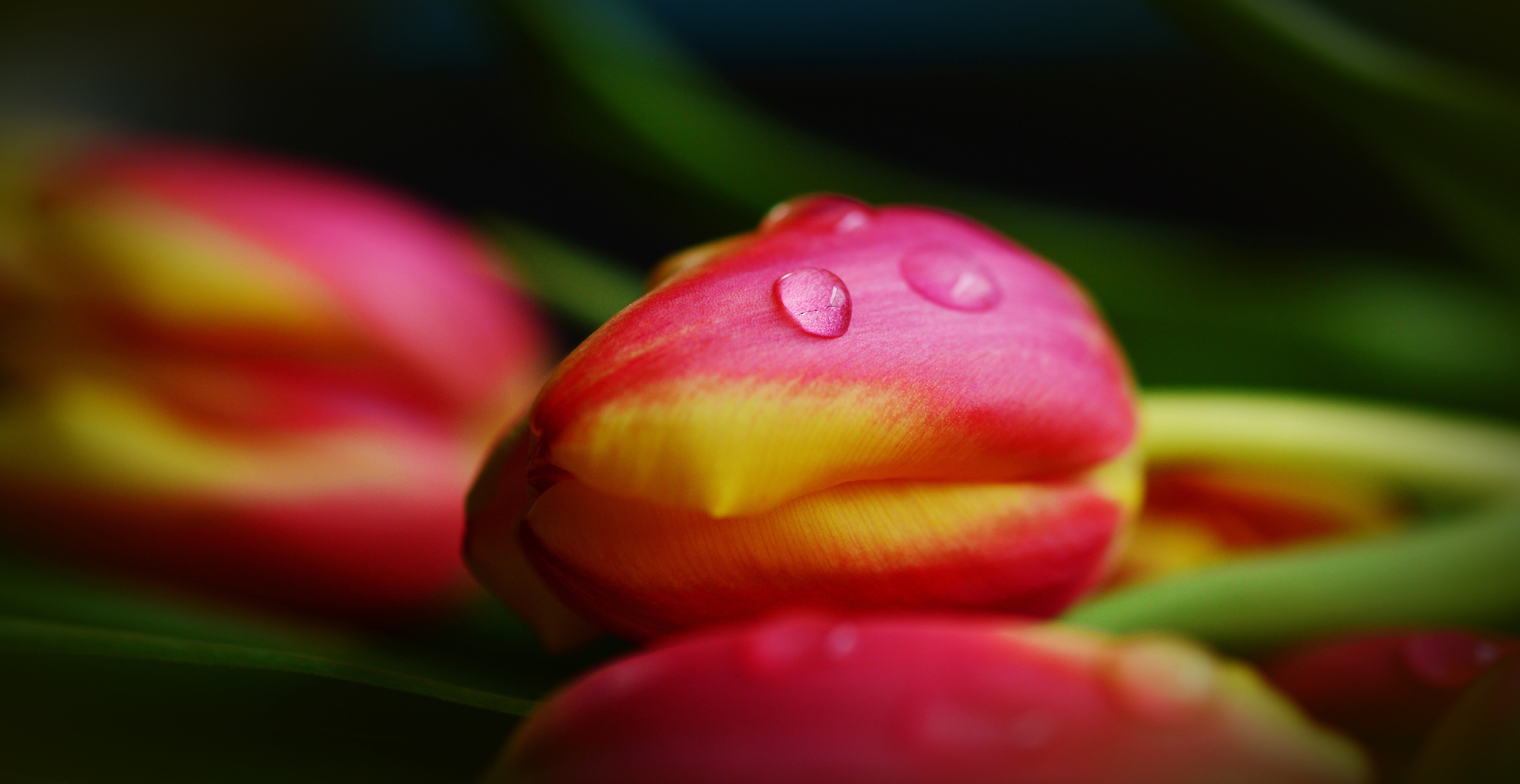 Close-up of Tulips with Water Drops HD Wallpaper