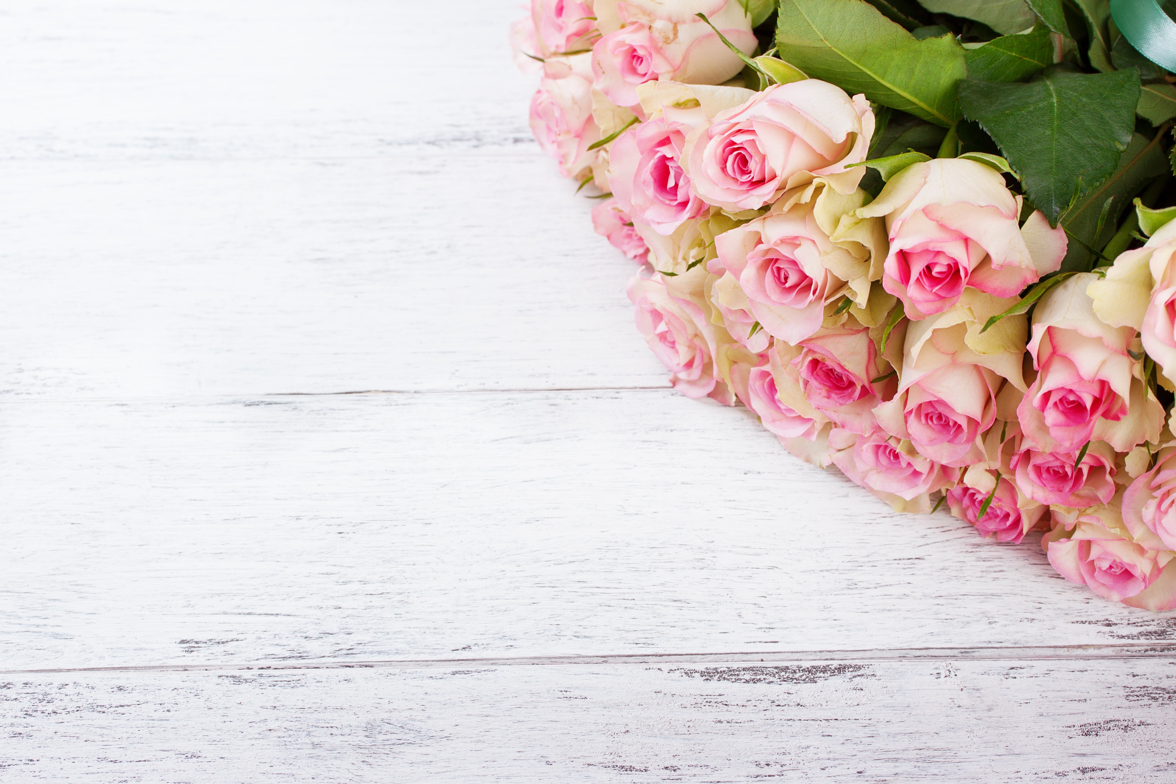 Pink Roses on White Wood Planks HD Wallpaper