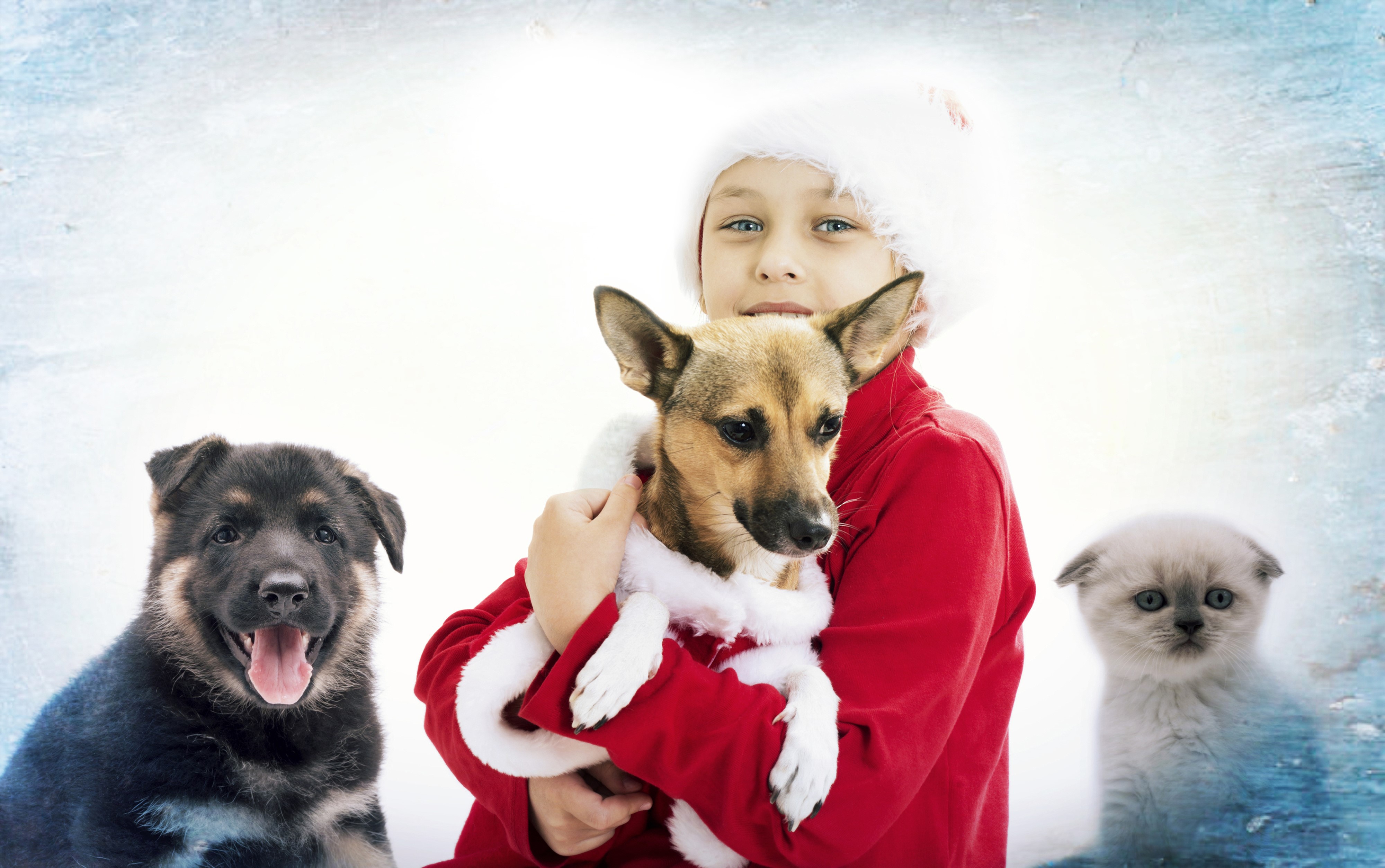 Christmas boy with dogs and kitten HD Wallpaper
