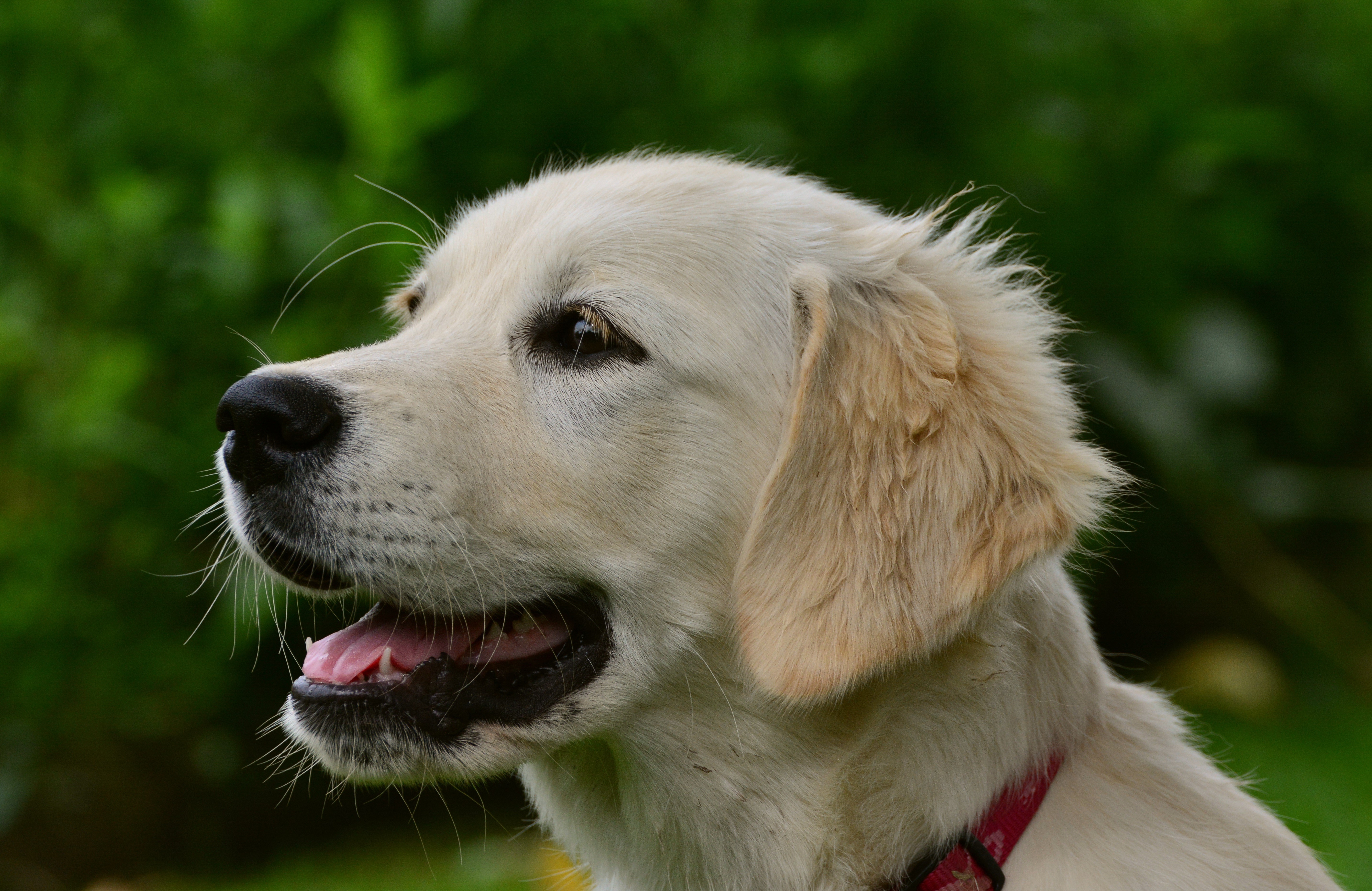 Golden Retriever dog closeup HD Wallpaper