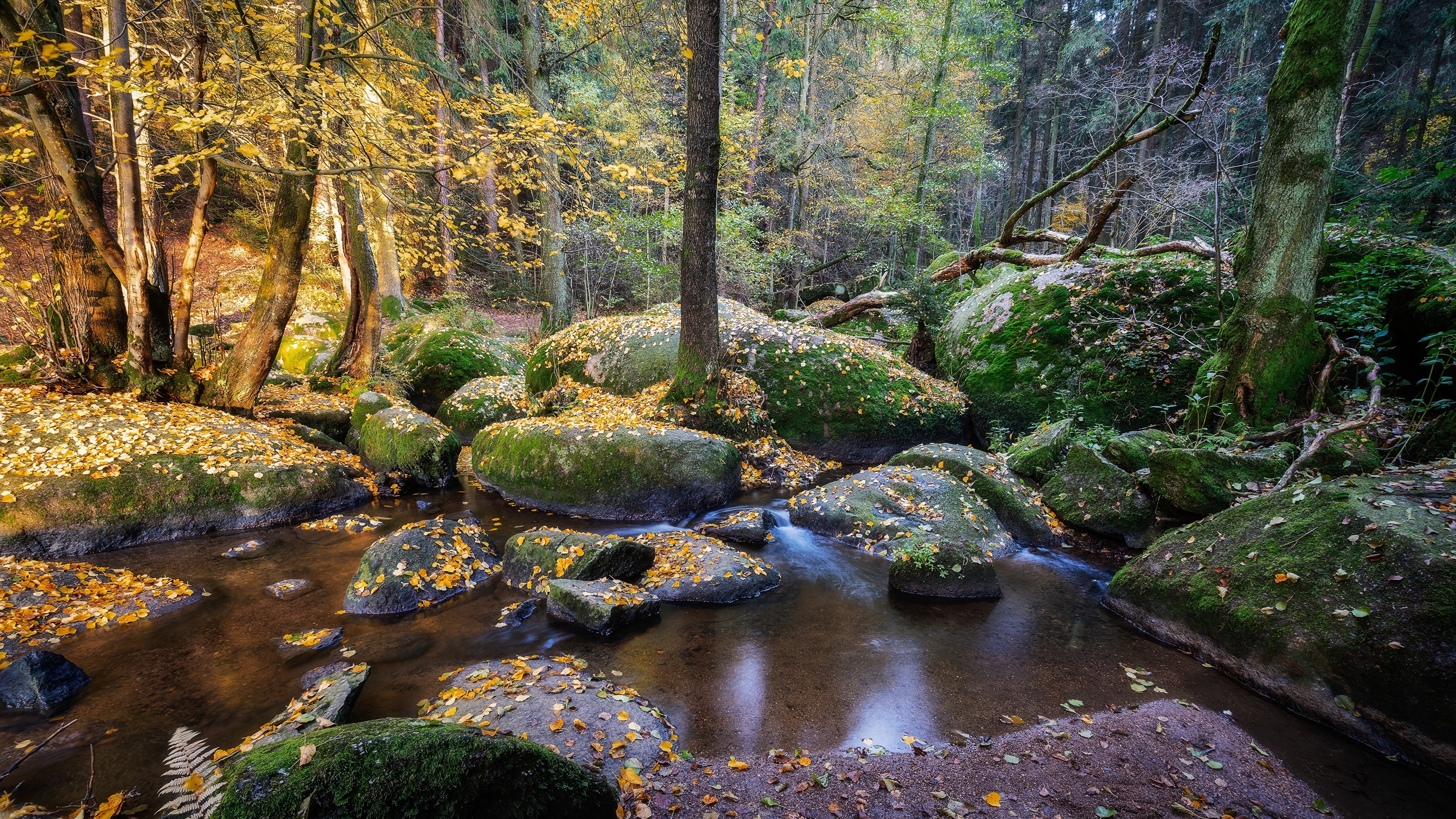 4K Forests Stones Stream Germany Moss Bavaria HD Wallpaper