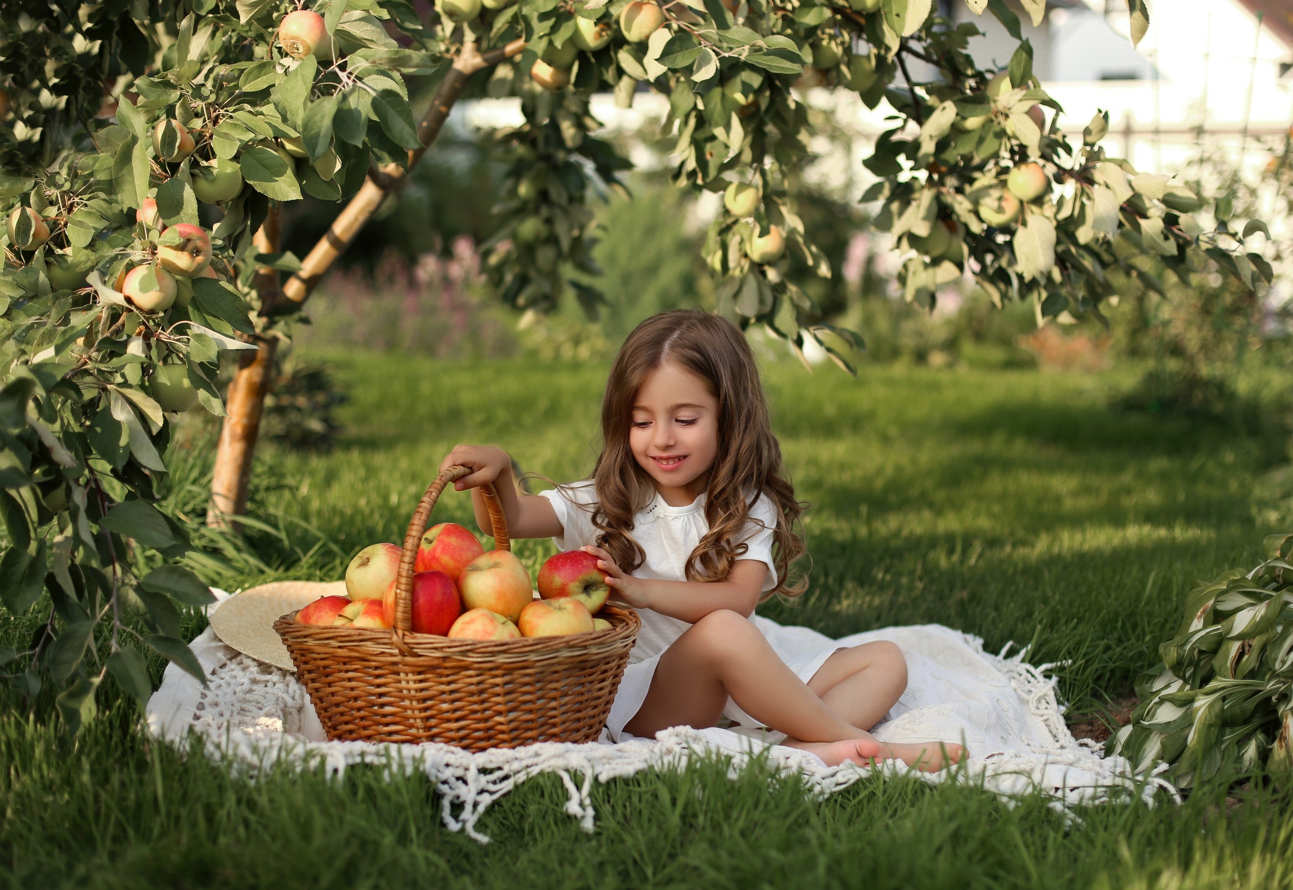 Girl with basket of apples under apple tree HD Wallpaper