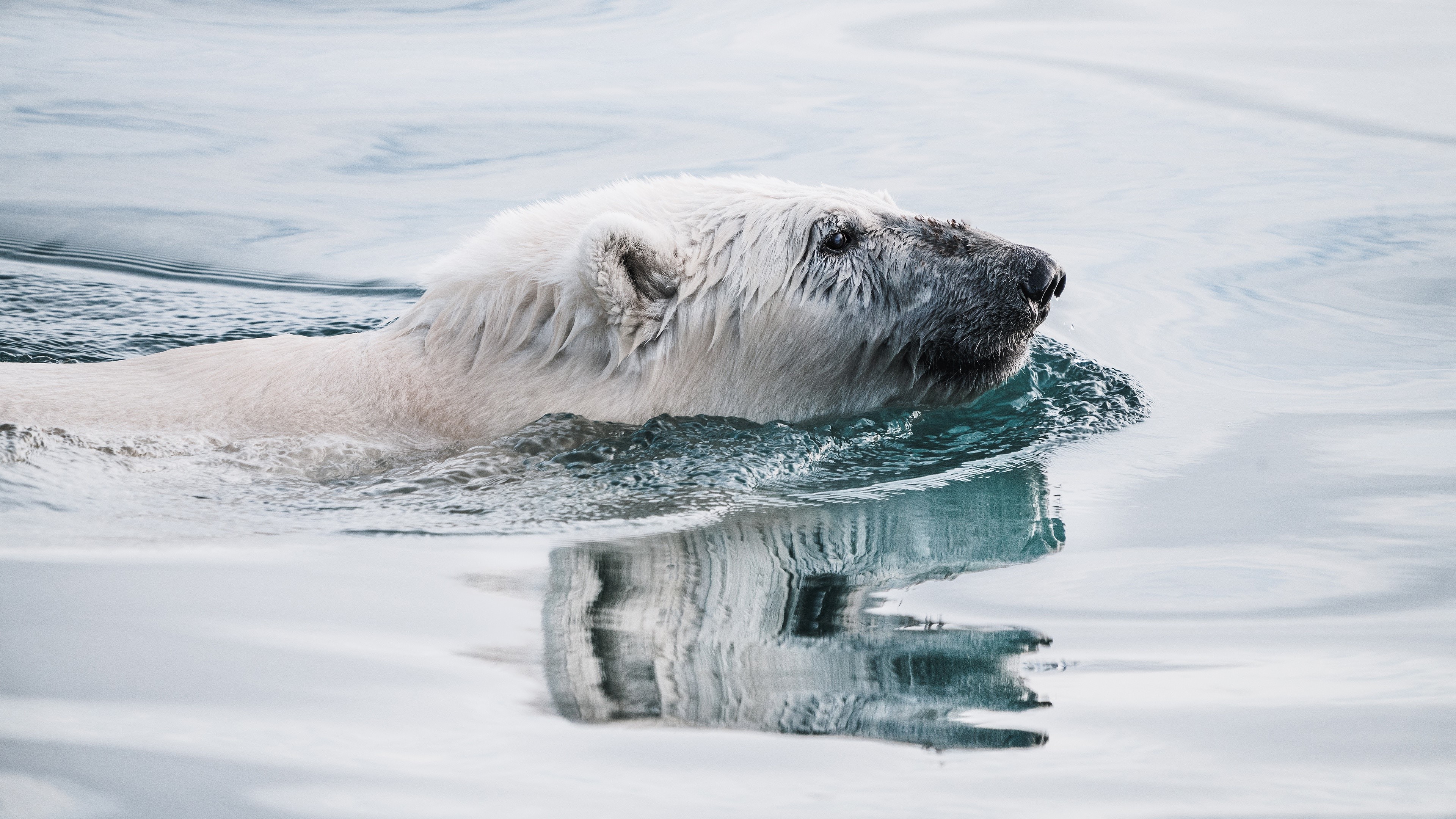 Polar bear swimming in water HD Wallpaper
