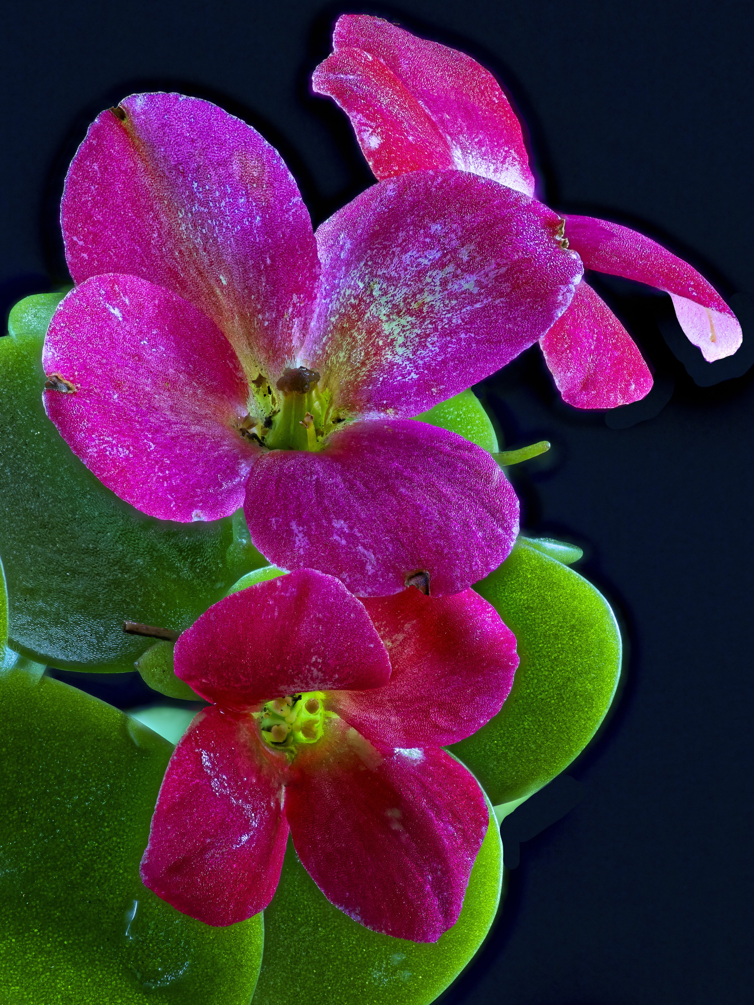 Close-up of pink Kalanchoe flowers with green leaves HD Phone Wallpaper