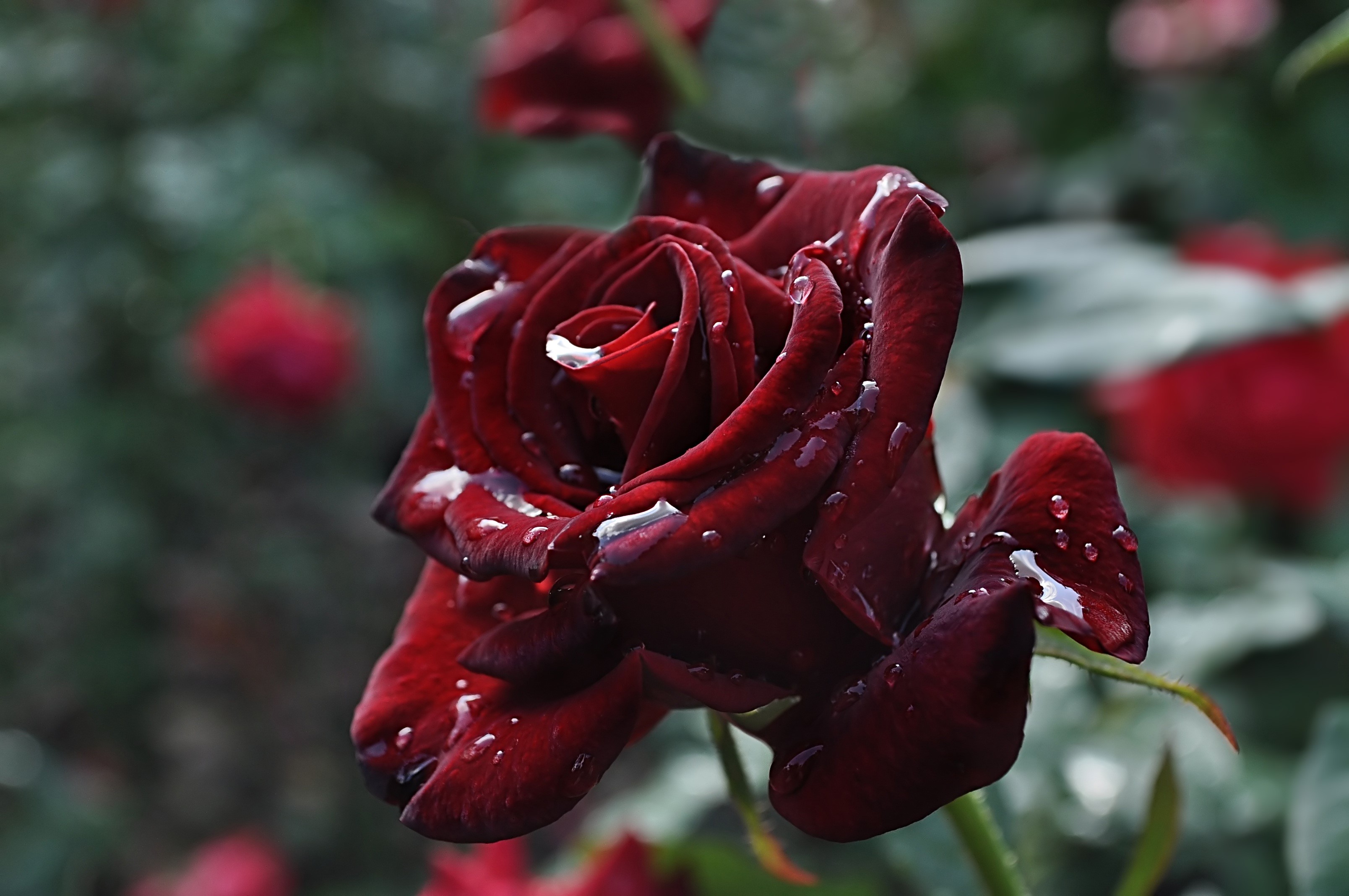 Dark red rose with water drops HD Wallpaper