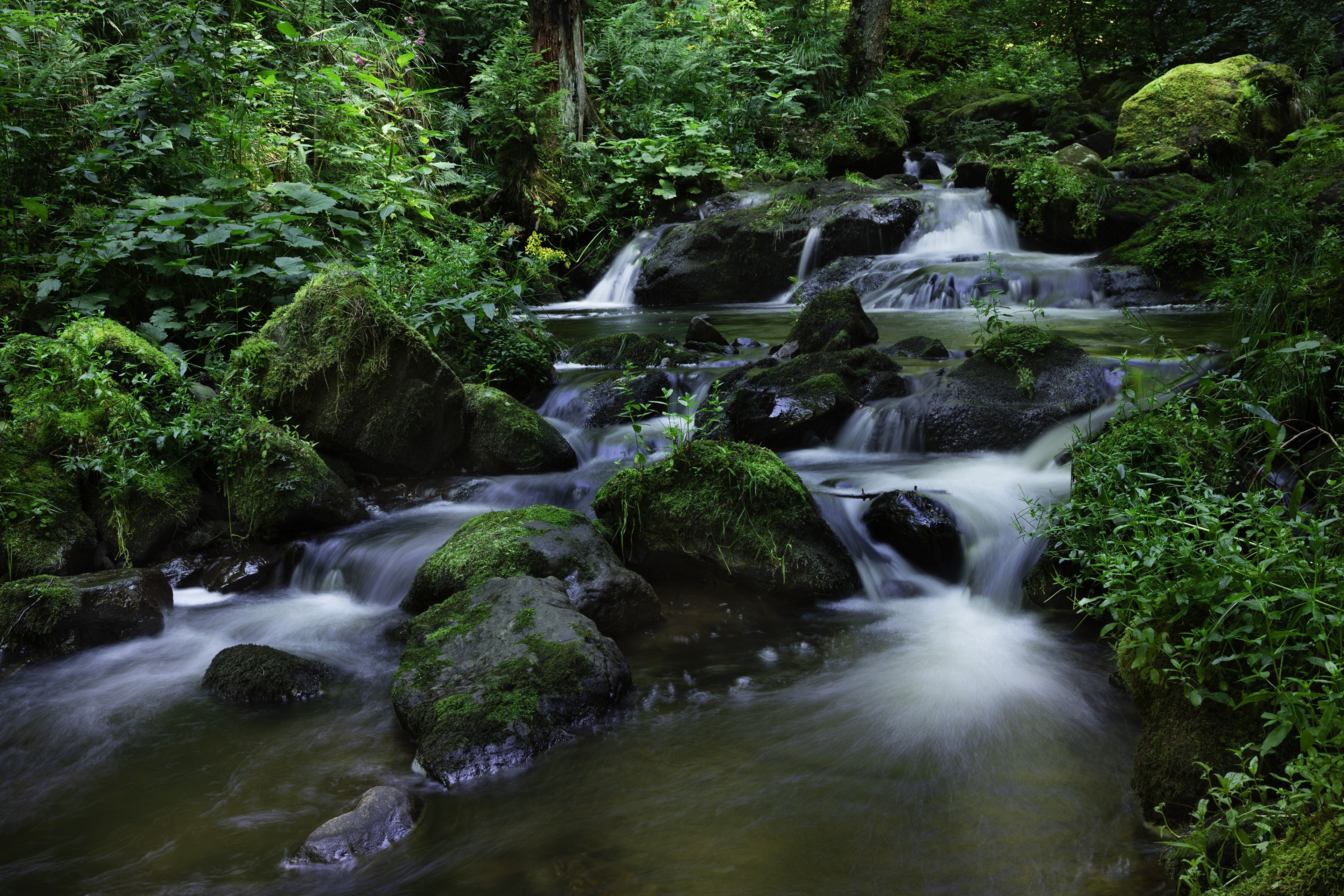 Mossy Stones in a Forest Stream HD Wallpaper