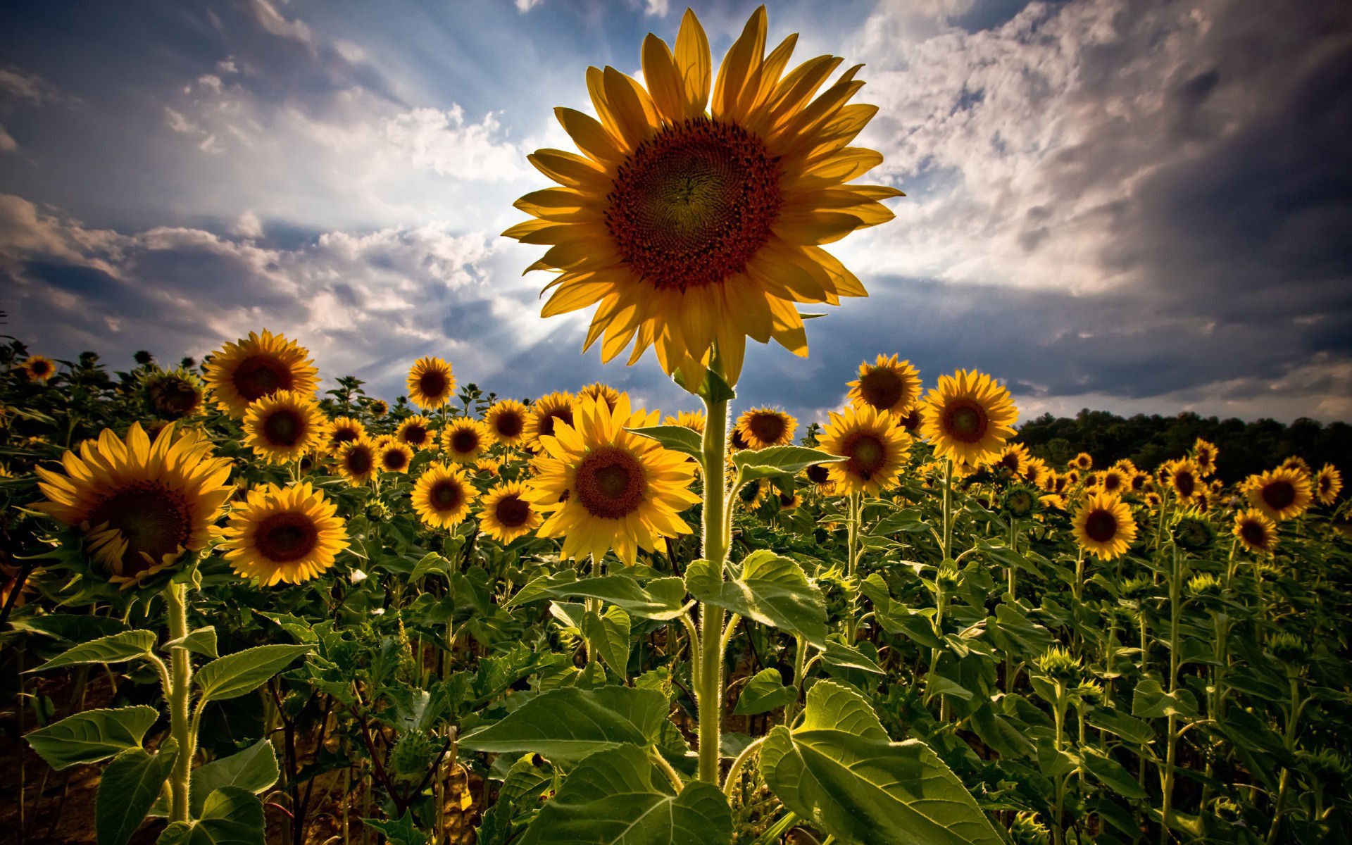 Field of sunflowers under a cloudy sky HD Wallpaper