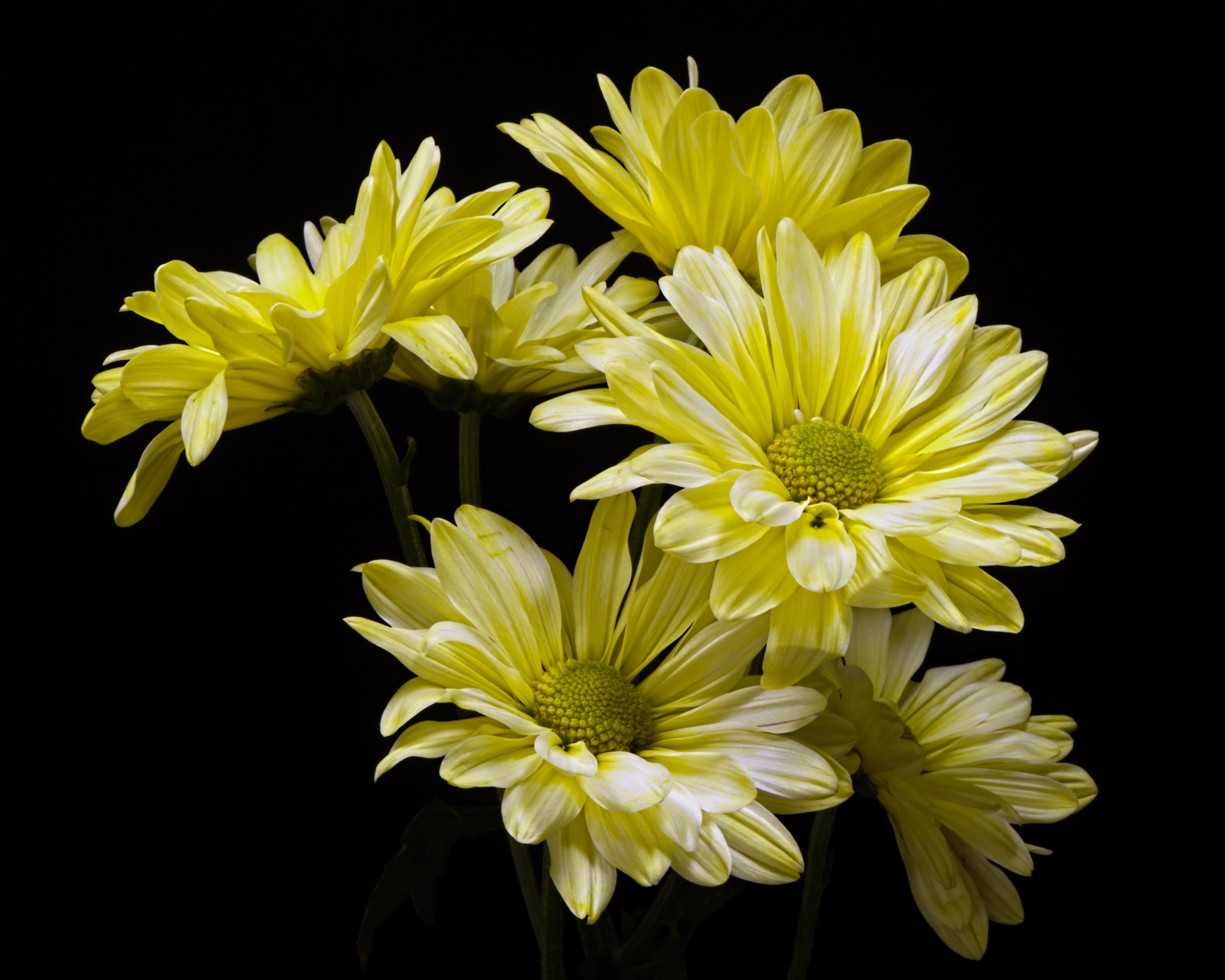 Yellow Chrysanthemums on Black Background HD Wallpaper