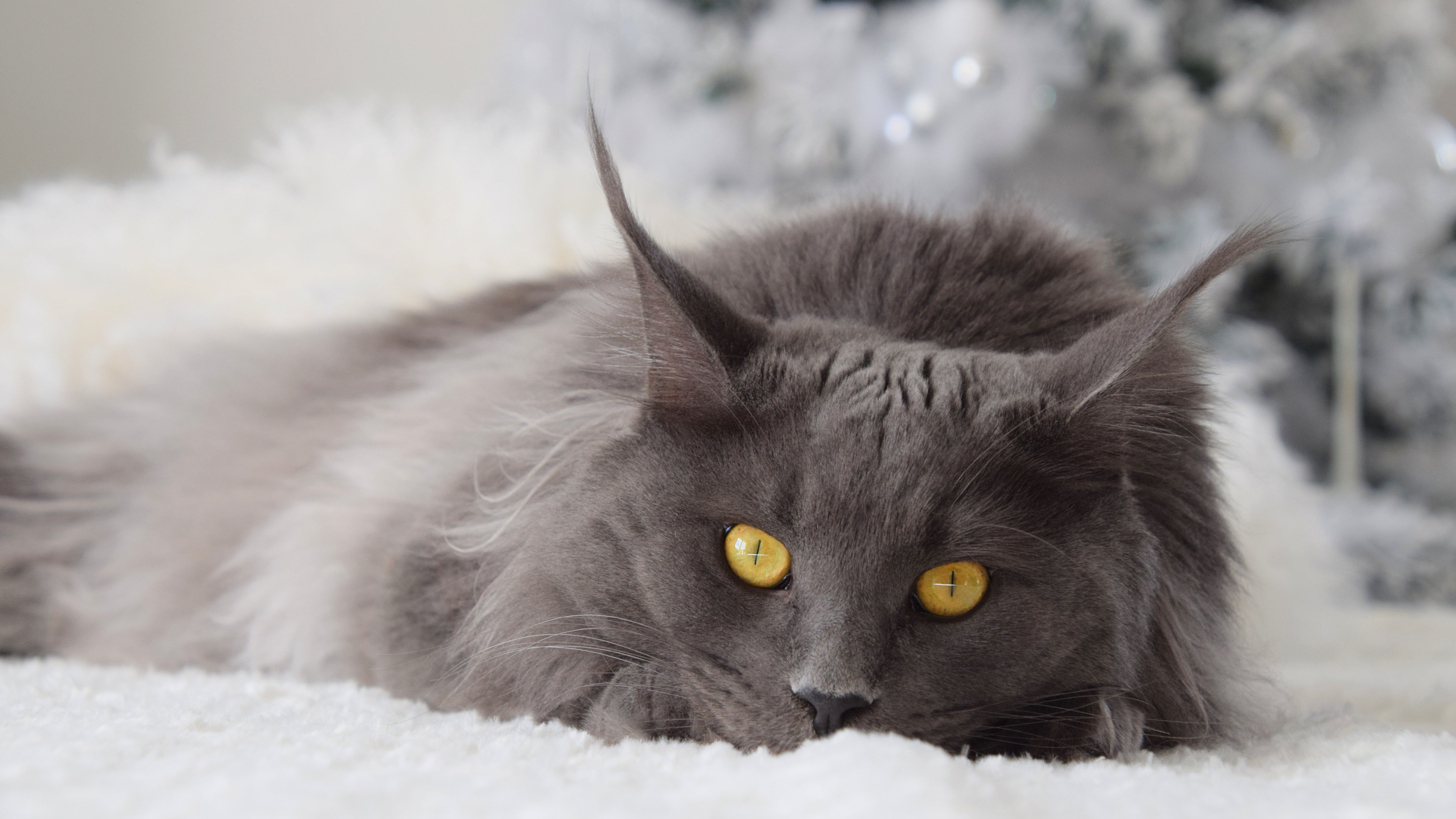 Grey Maine Coon Cat Lying Down HD Wallpaper