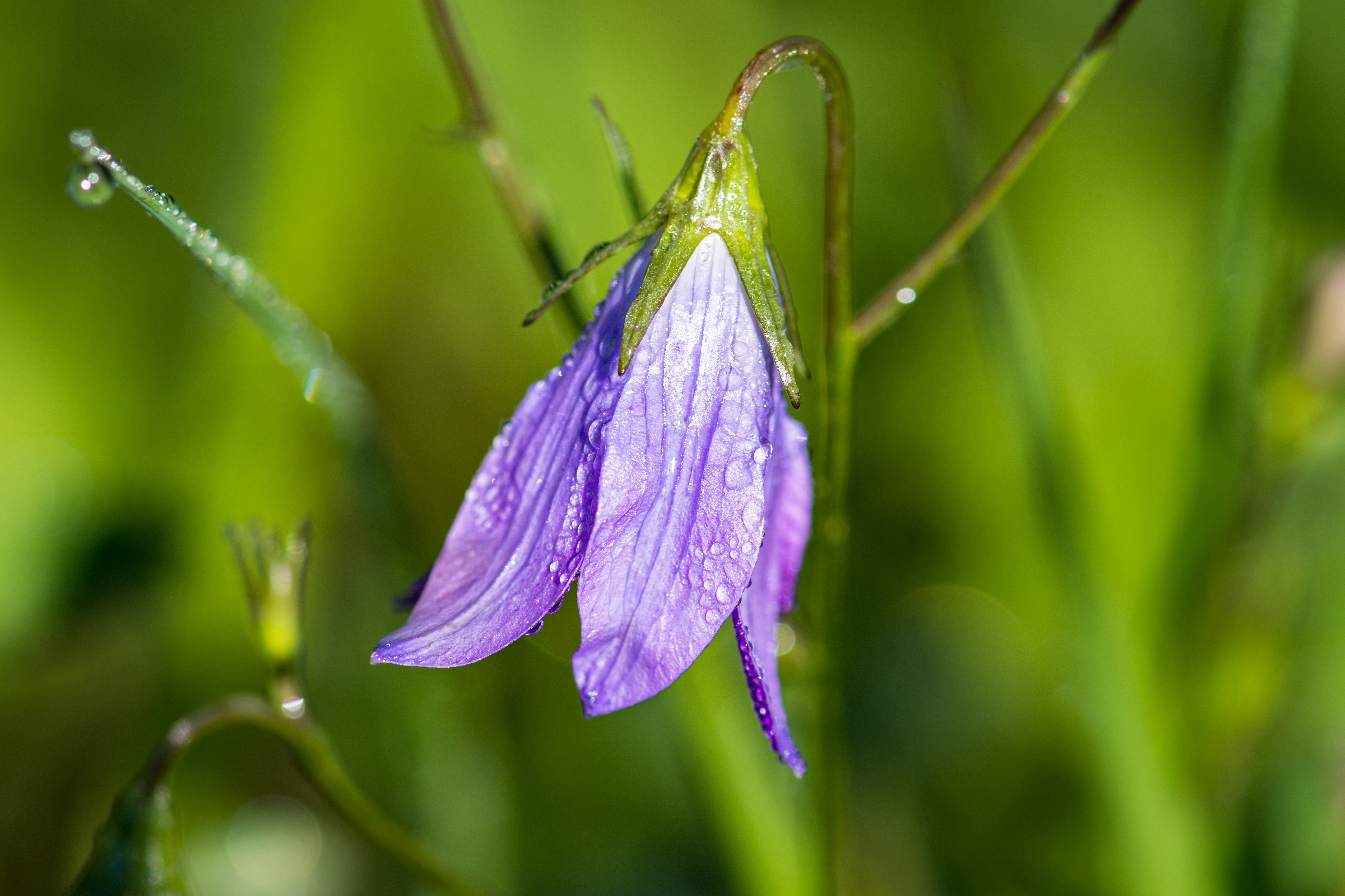 Purple Campanula flower with water drops HD Wallpaper