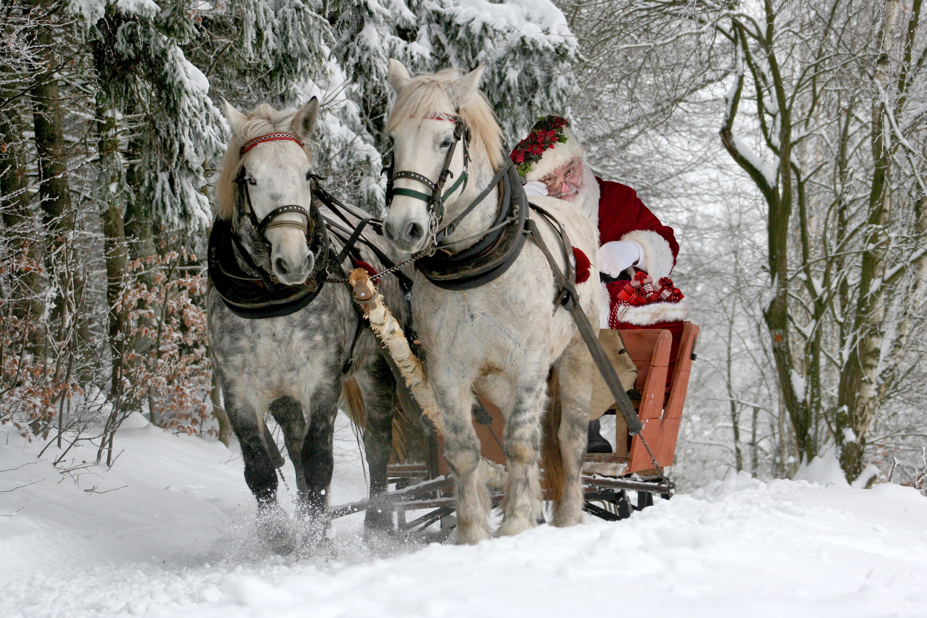 Santa Claus riding a sled pulled by two horses in a snowy forest HD Wallpaper