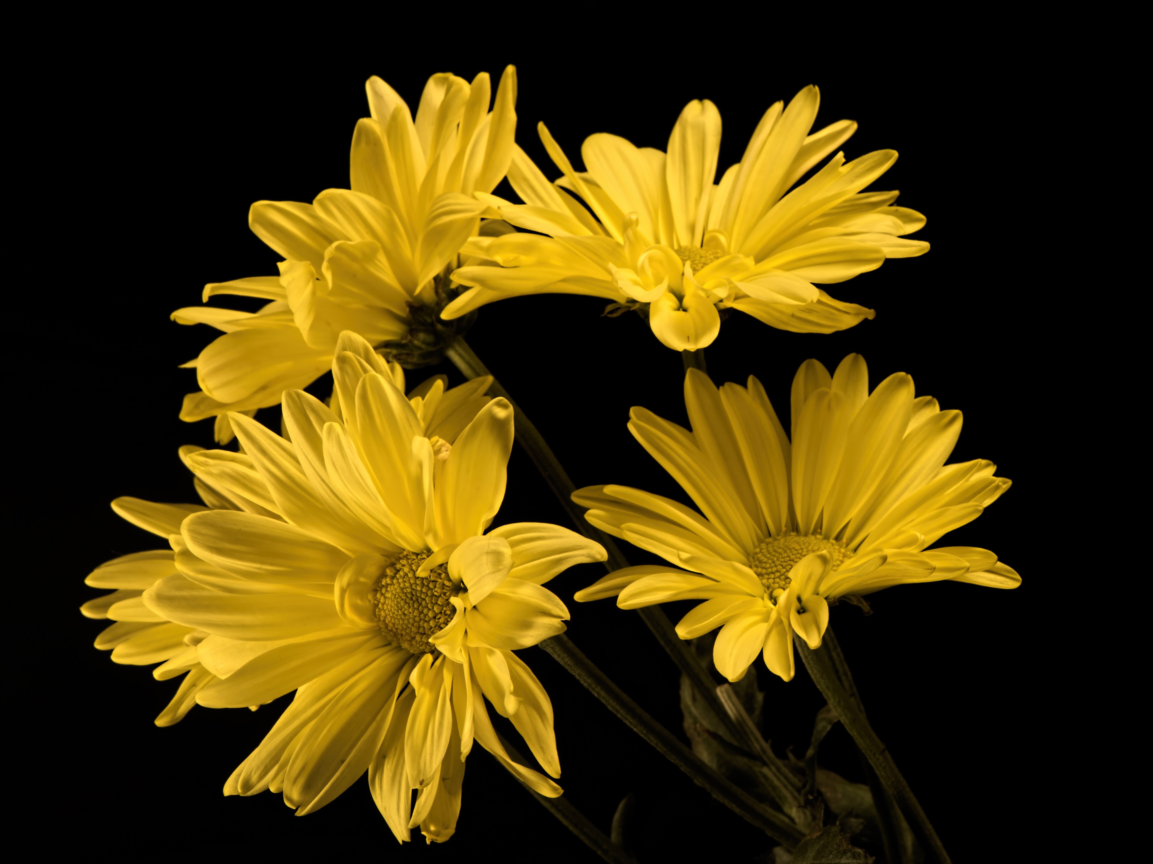 4K Yellow Chrysanthemums on Black Background HD Wallpaper