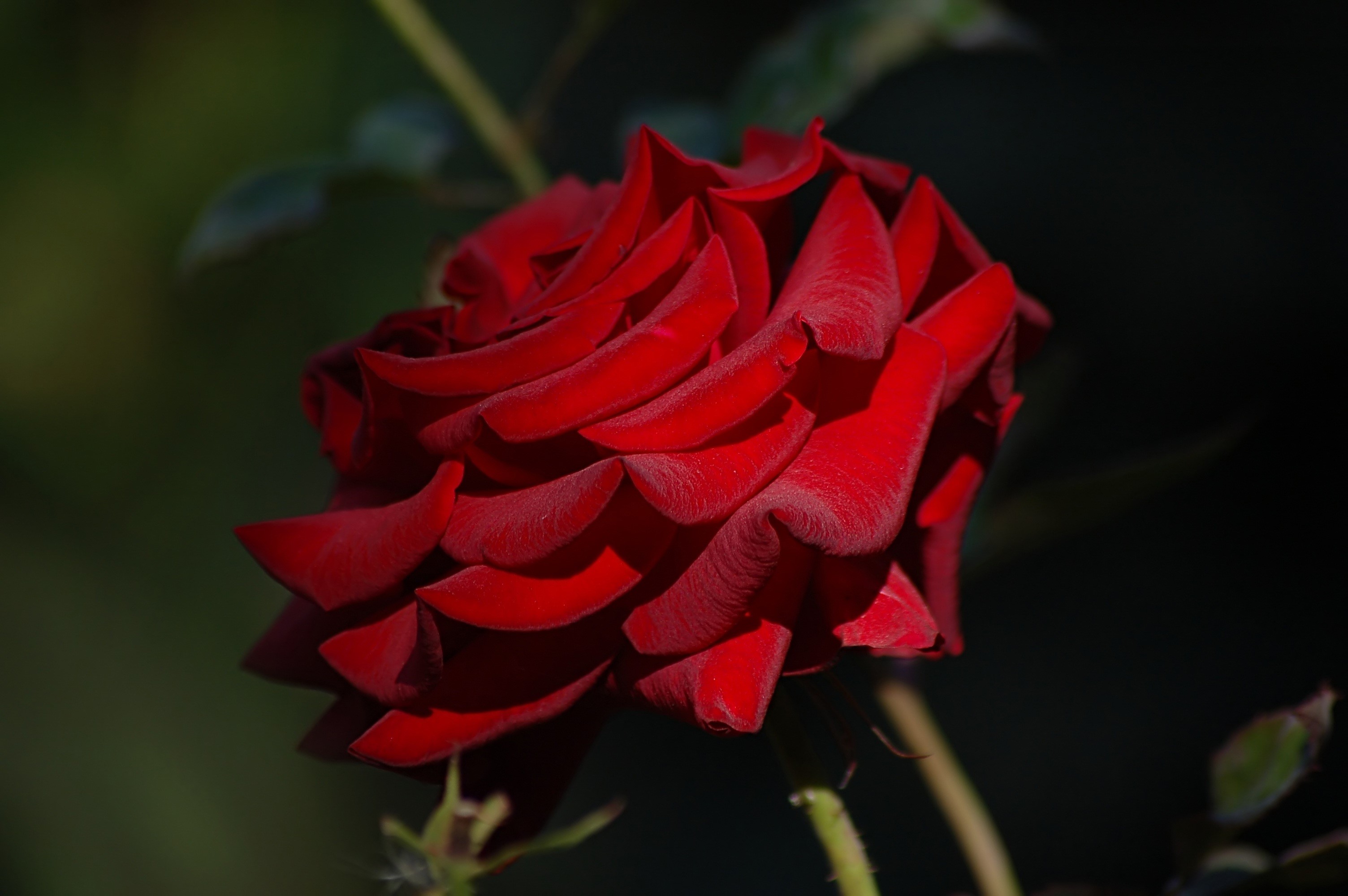 Red Rose Closeup HD Wallpaper