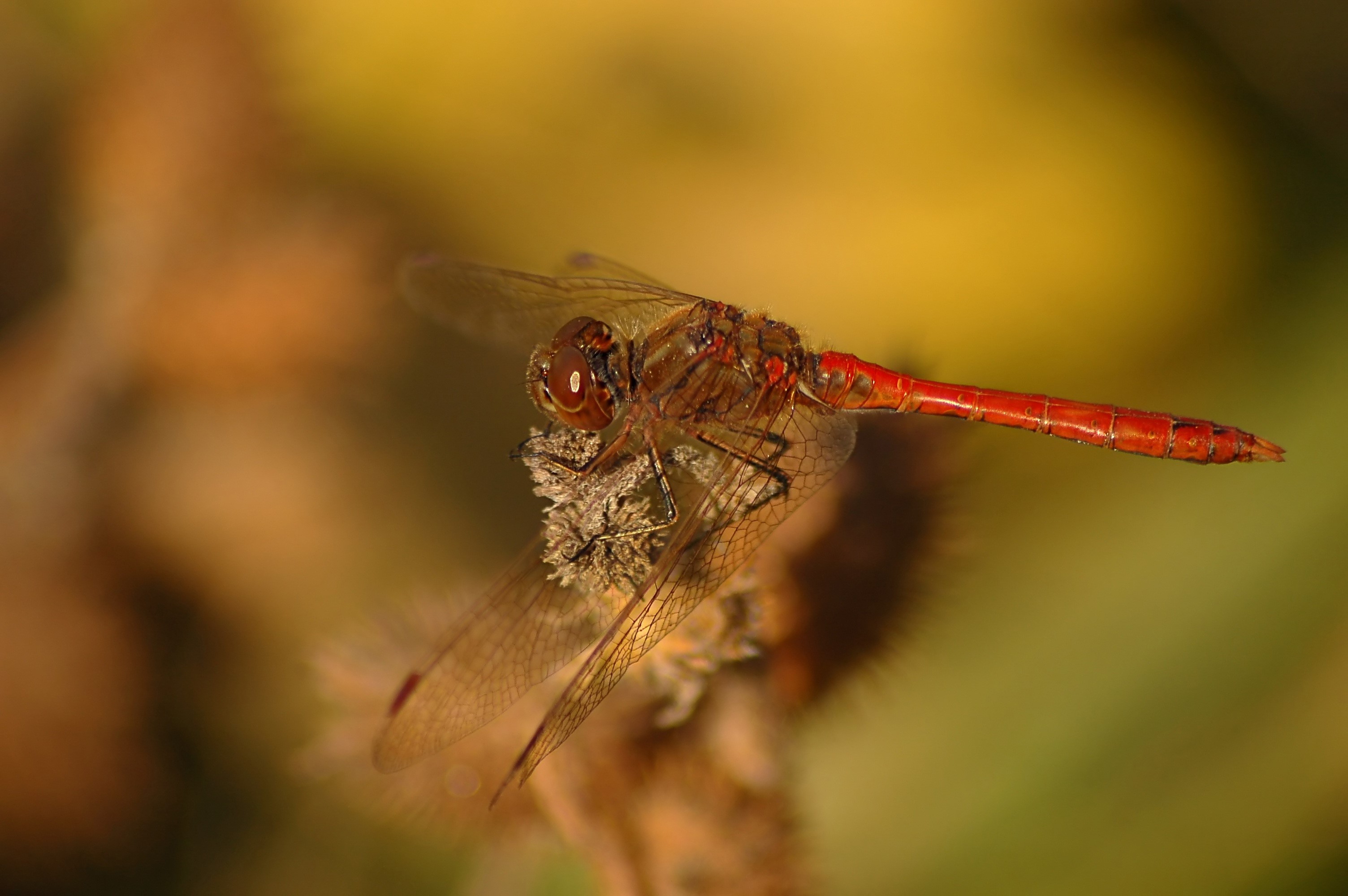 Red Dragonfly on a Dried Plant HD Wallpaper