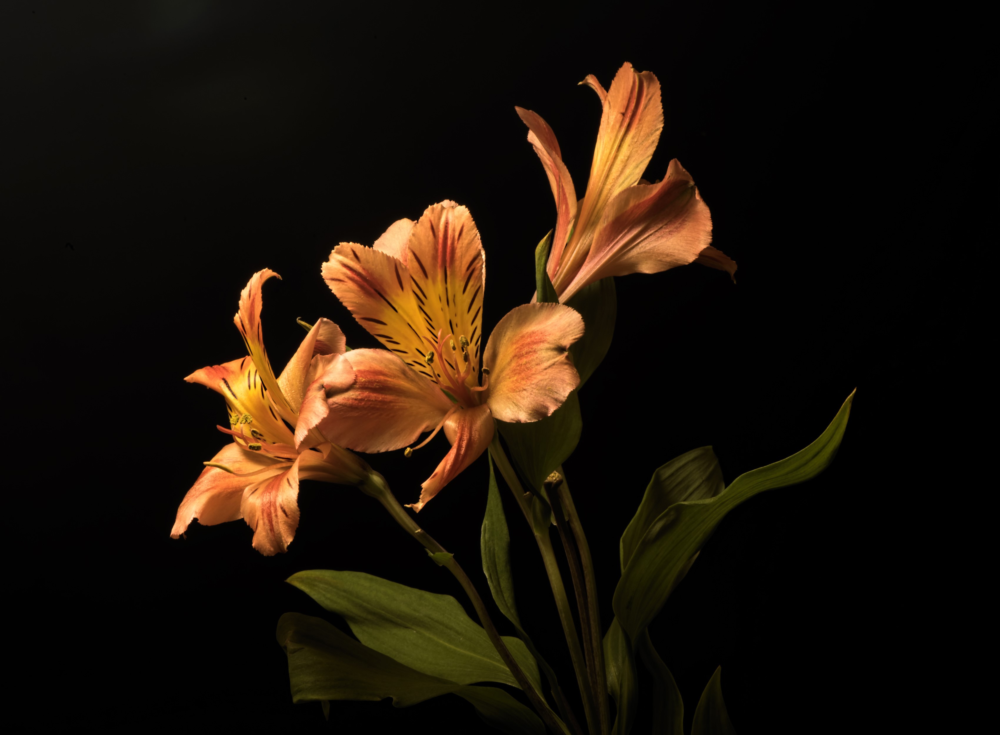 Orange Alstroemeria Flowers with Black Backdrop HD Wallpaper