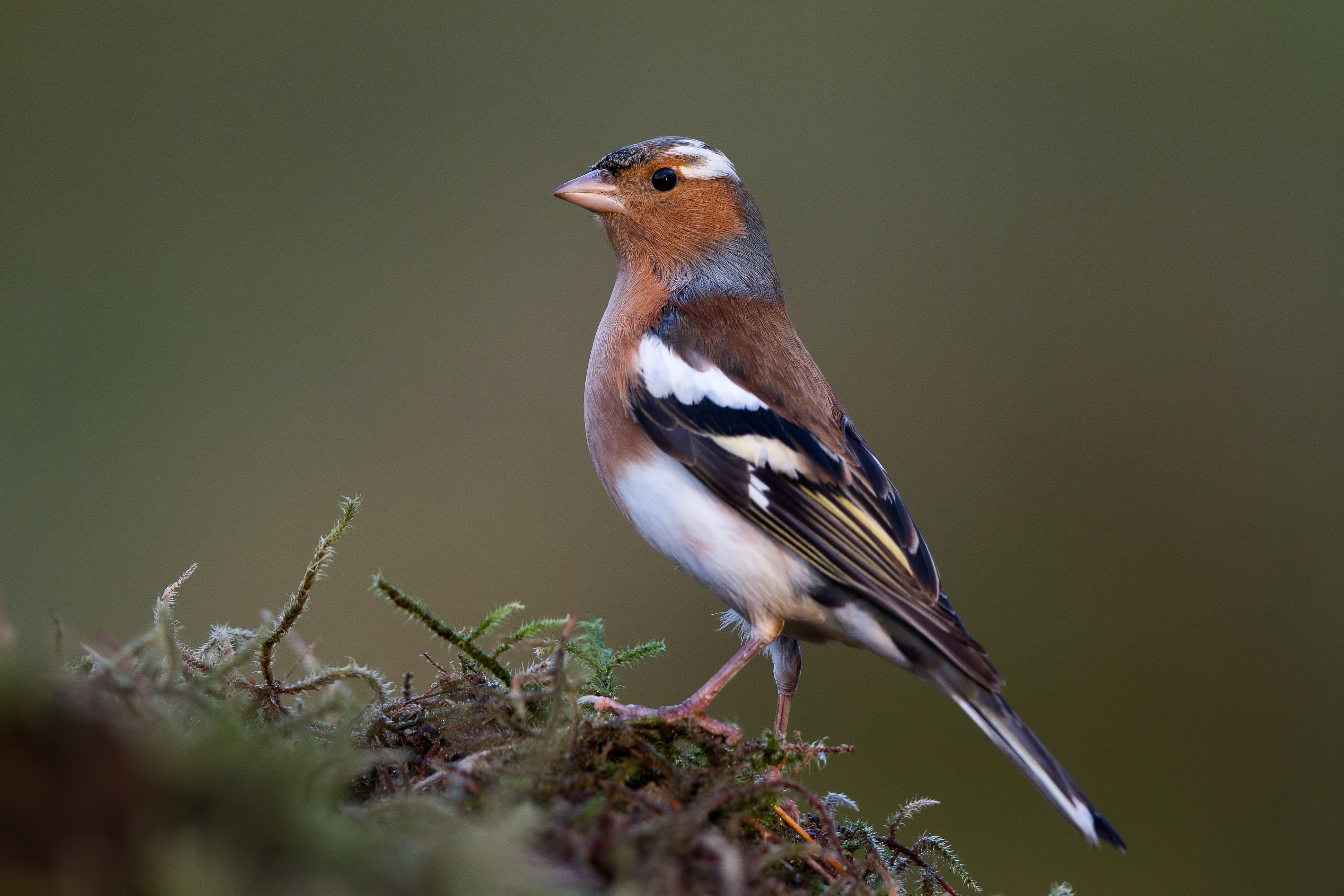 Male Chaffinch perched on mossy branches HD Wallpaper
