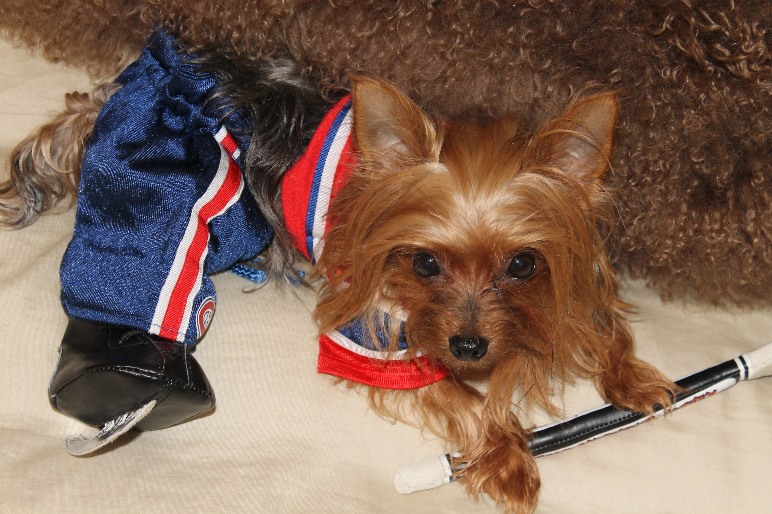 Yorkshire Terrier in Hockey Uniform with Stick HD Wallpaper