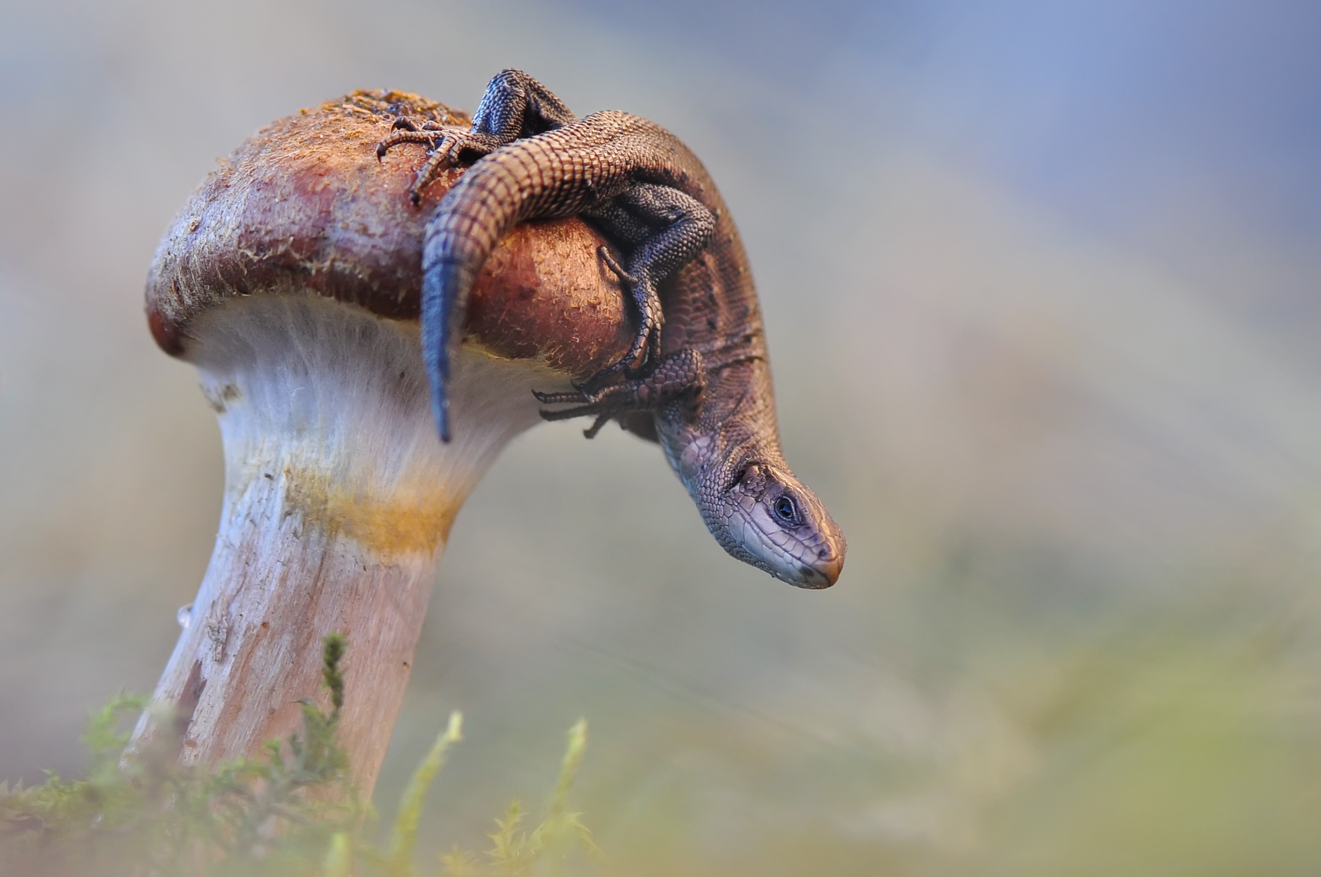 Lizard on a mushroom HD Wallpaper