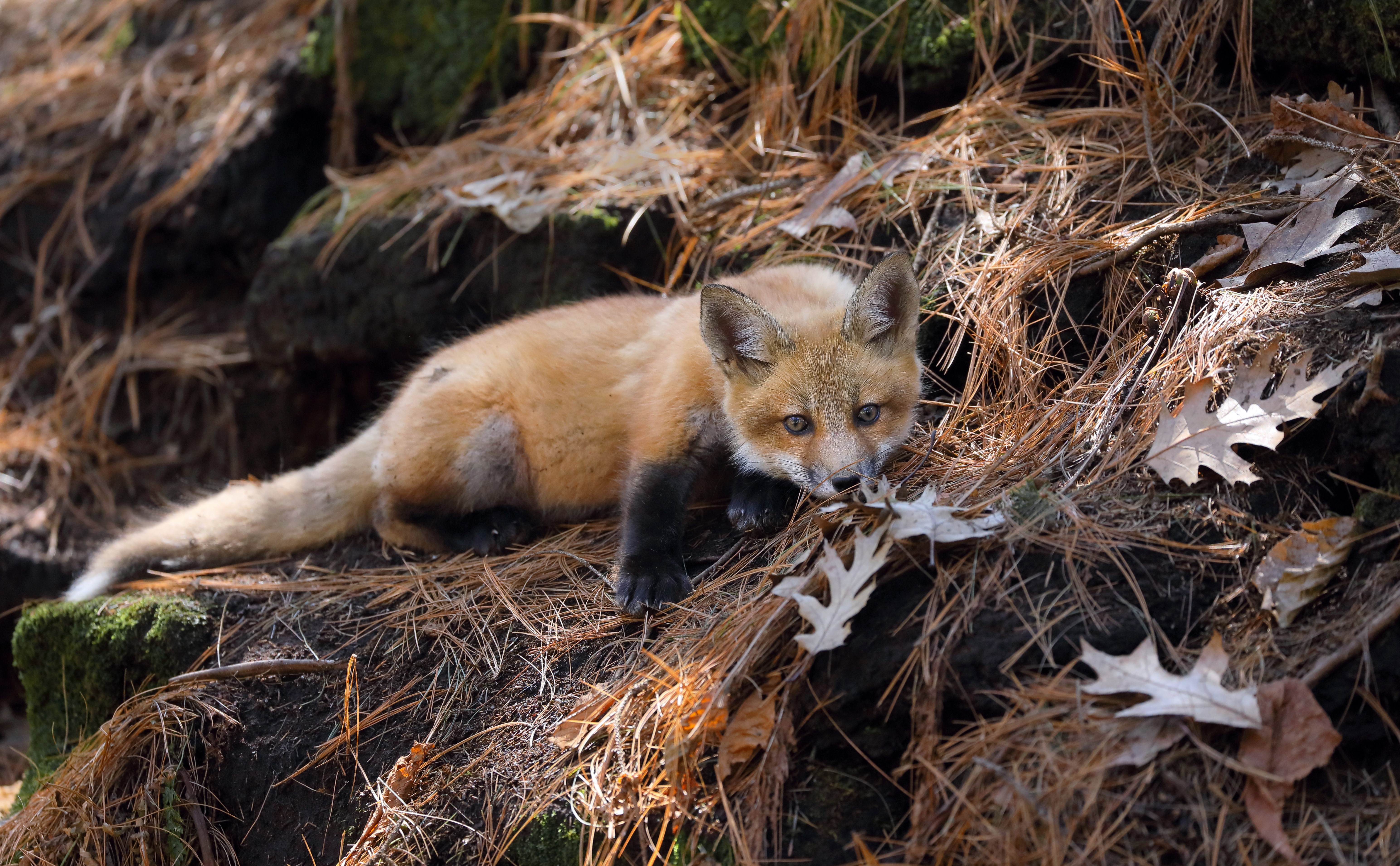 Red Fox Cub in Forest HD Wallpaper